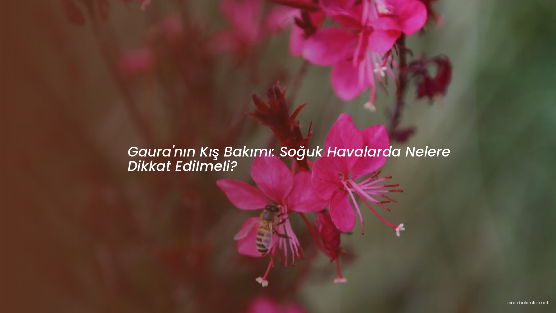 Gaura'nın Kış Bakımı: Soğuk Havalarda Nelere Dikkat Edilmeli?