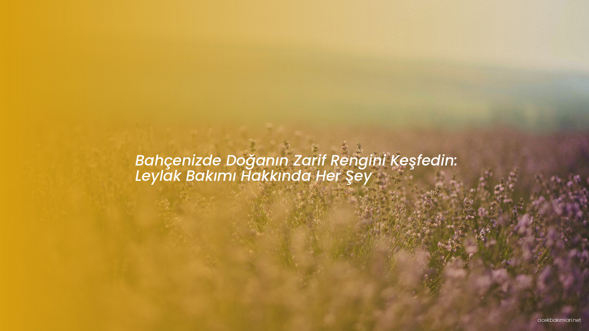 Bahçenizde Doğanın Zarif Rengini Keşfedin: Leylak Bakımı Hakkında Her Şey