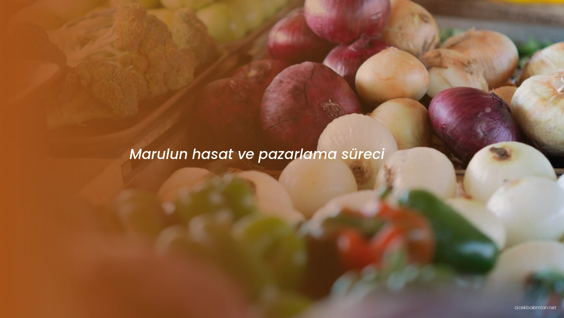 Marulun hasat ve pazarlama süreci