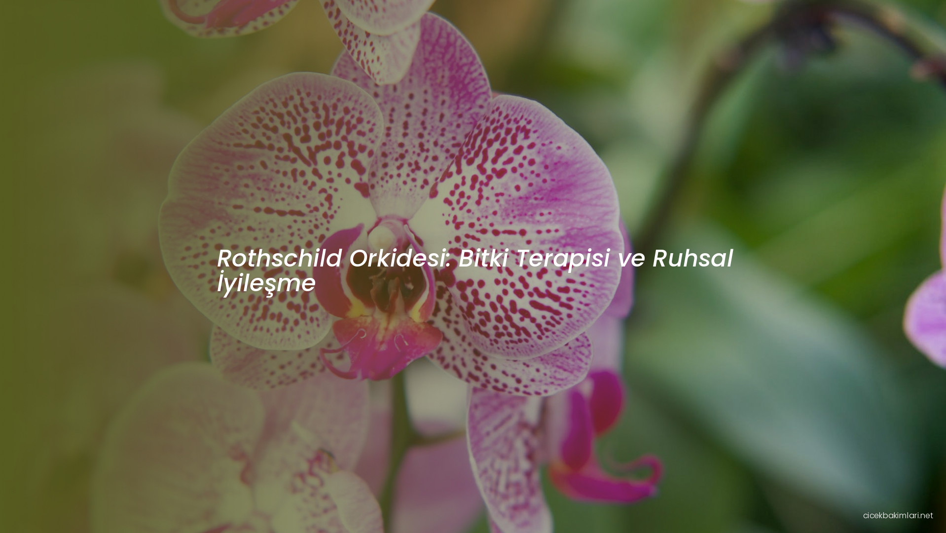 Rothschild Orkidesi: Bitki Terapisi ve Ruhsal İyileşme