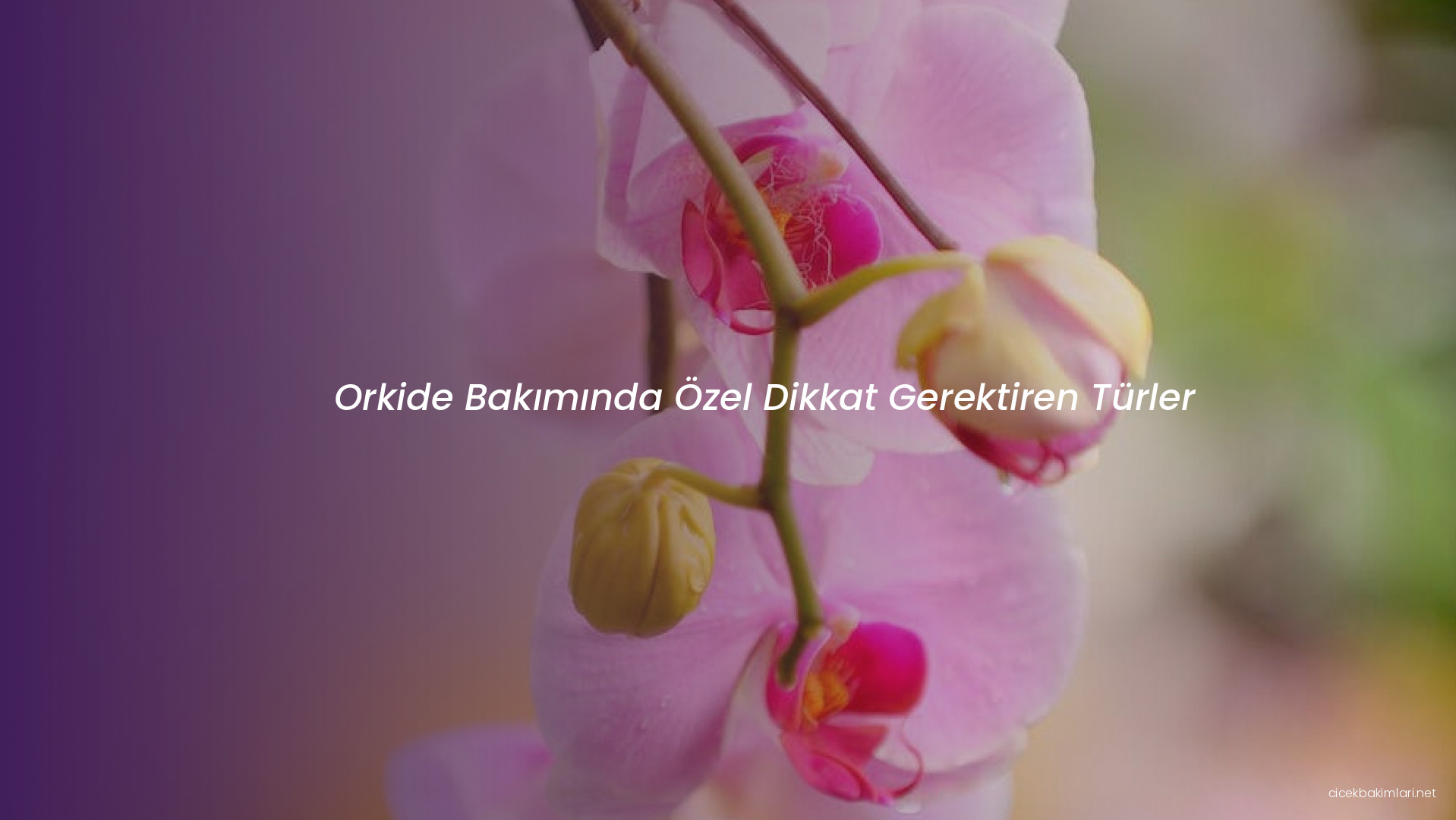 Orkide Bakımında Özel Dikkat Gerektiren Türler