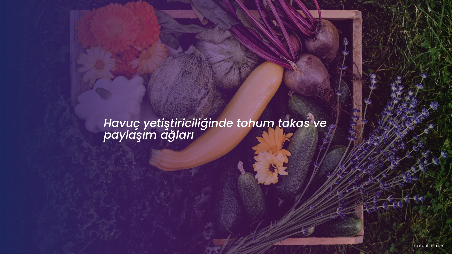 Havuç yetiştiriciliğinde tohum takas ve paylaşım ağları