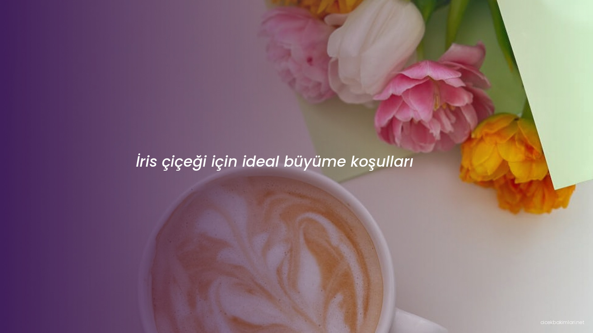İris çiçeği için ideal büyüme koşulları