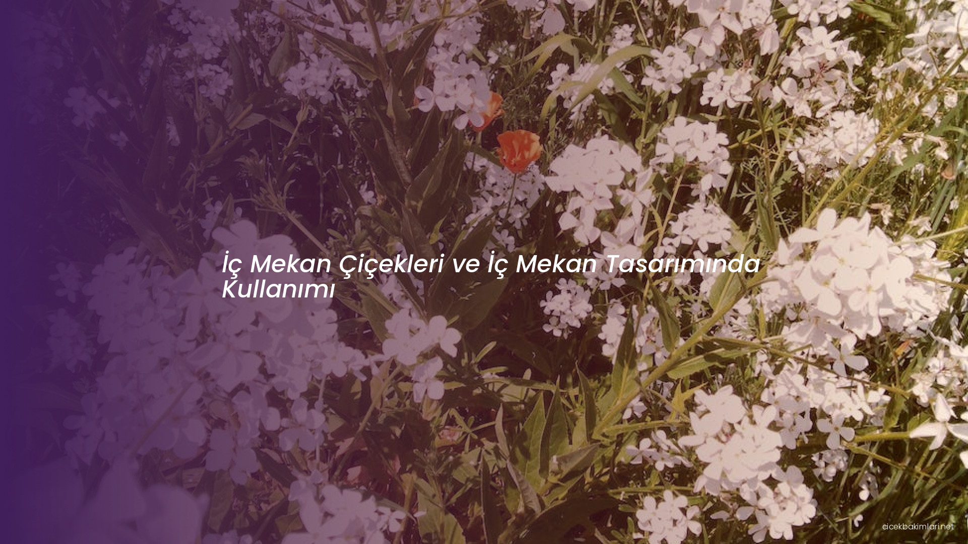 İç Mekan Çiçekleri ve İç Mekan Tasarımında Kullanımı