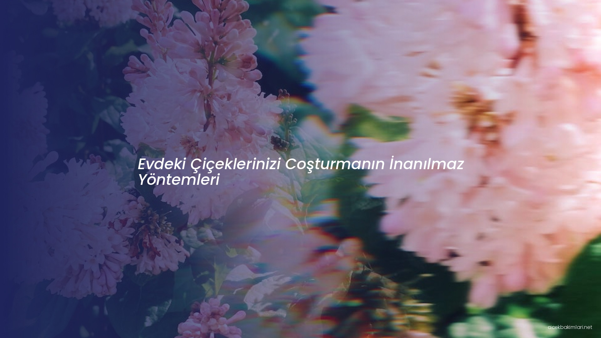 Evdeki Çiçeklerinizi Coşturmanın İnanılmaz Yöntemleri