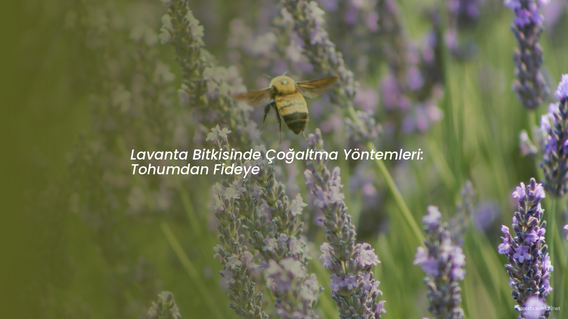 Lavanta Bitkisinde Çoğaltma Yöntemleri: Tohumdan Fideye