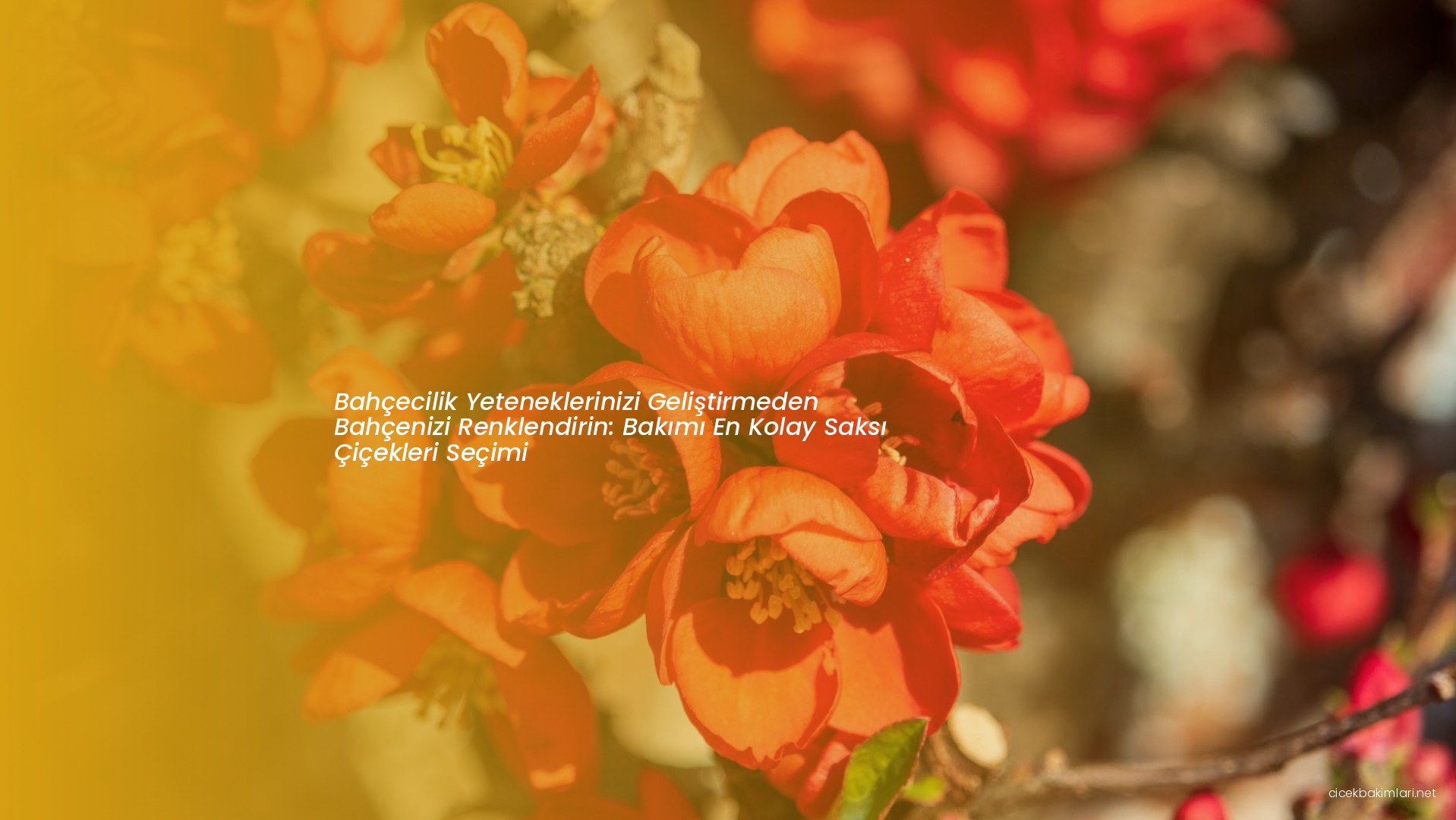 Bahçecilik Yeteneklerinizi Geliştirmeden Bahçenizi Renklendirin: Bakımı En Kolay Saksı Çiçekleri Seçimi