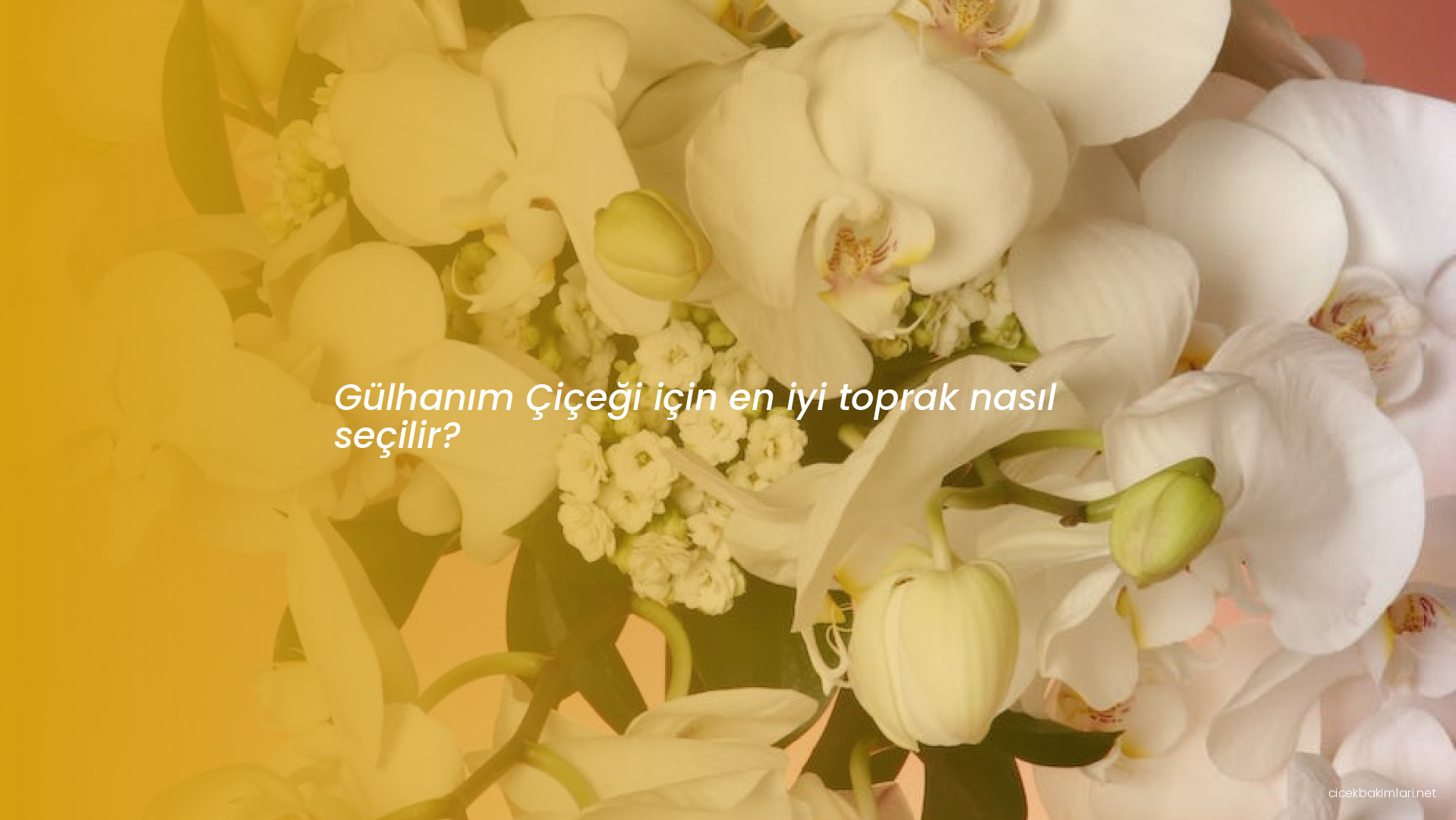 Gülhanım Çiçeği için en iyi toprak nasıl seçilir?