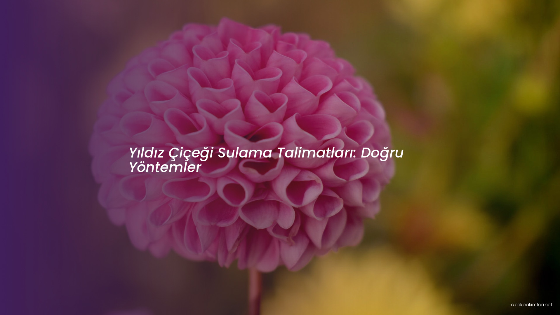 Yıldız Çiçeği Sulama Talimatları: Doğru Yöntemler