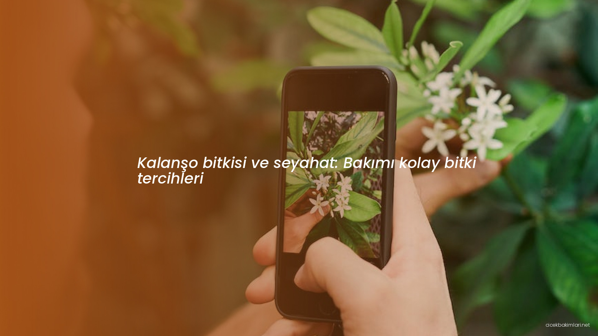 Kalanşo bitkisi ve seyahat: Bakımı kolay bitki tercihleri