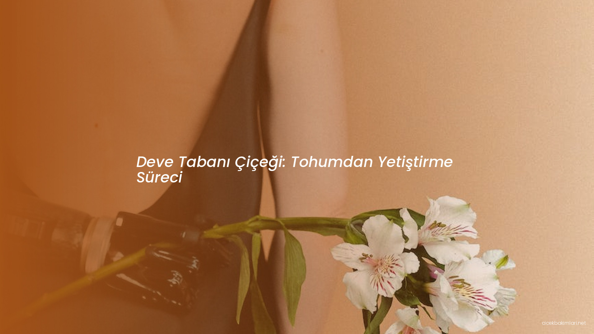 Deve Tabanı Çiçeği: Tohumdan Yetiştirme Süreci