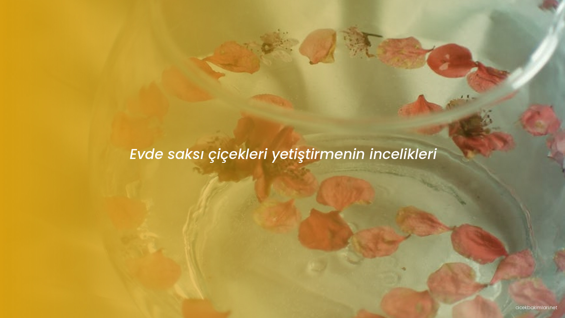 Evde saksı çiçekleri yetiştirmenin incelikleri