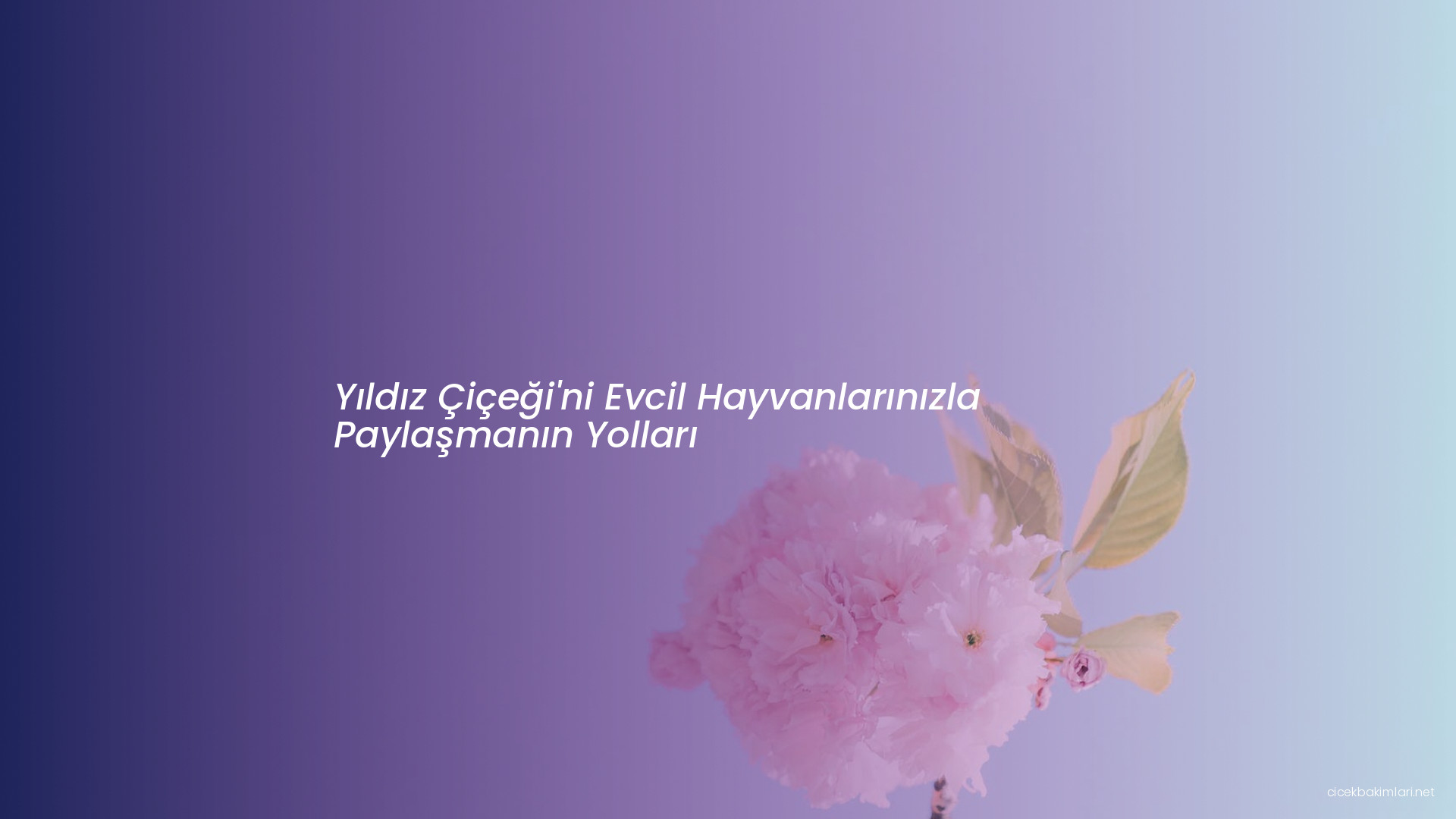 Yıldız Çiçeği'ni Evcil Hayvanlarınızla Paylaşmanın Yolları