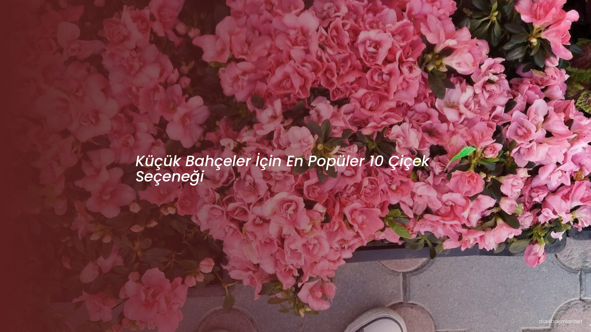 Küçük Bahçeler İçin En Popüler 10 Çiçek Seçeneği