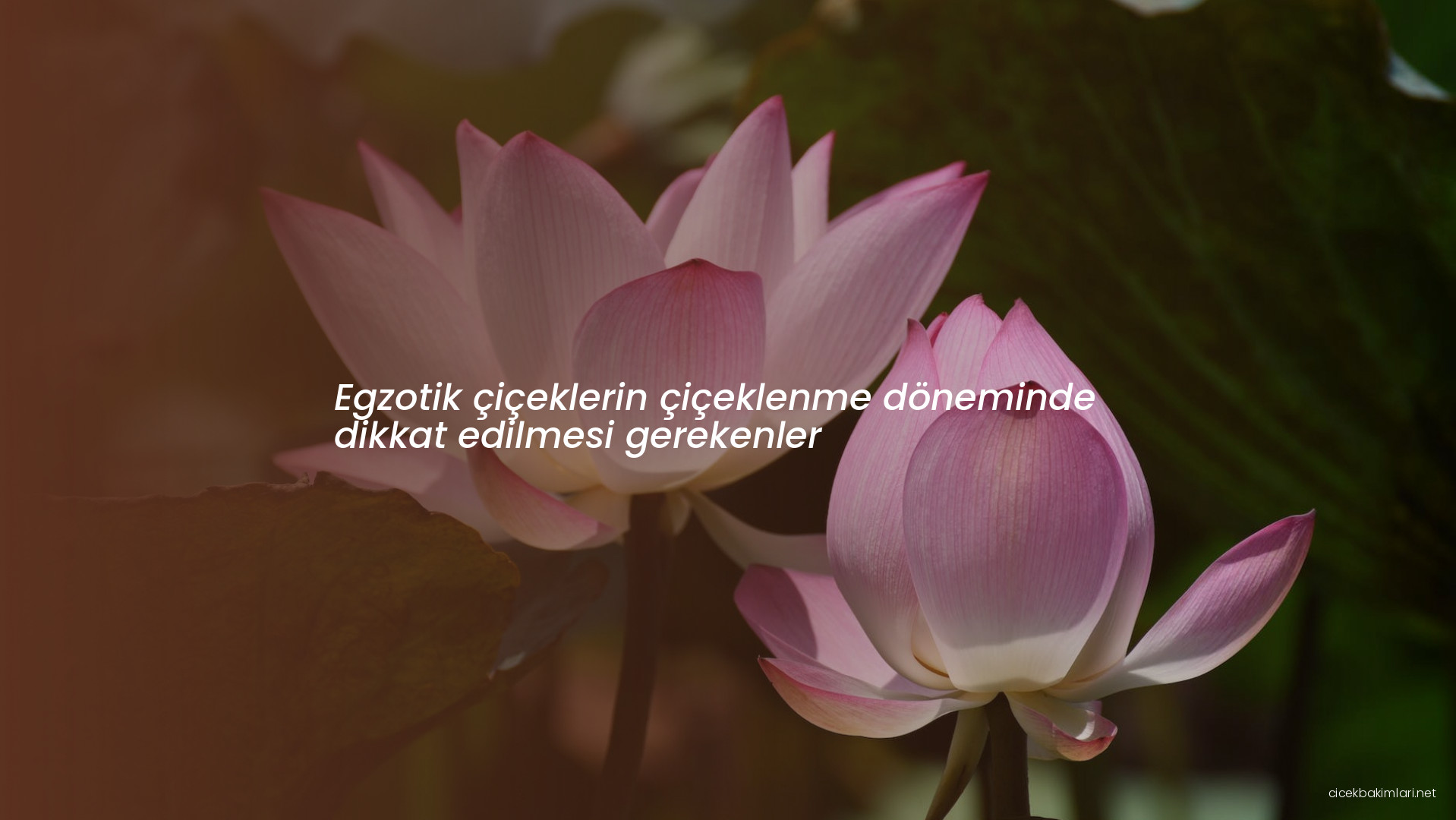 Egzotik çiçeklerin çiçeklenme döneminde dikkat edilmesi gerekenler