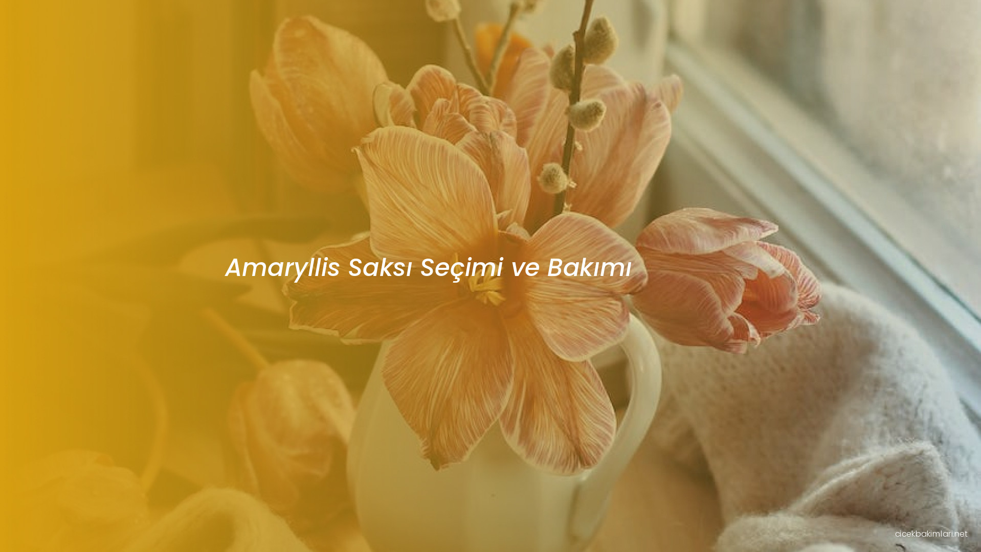 Amaryllis Saksı Seçimi ve Bakımı