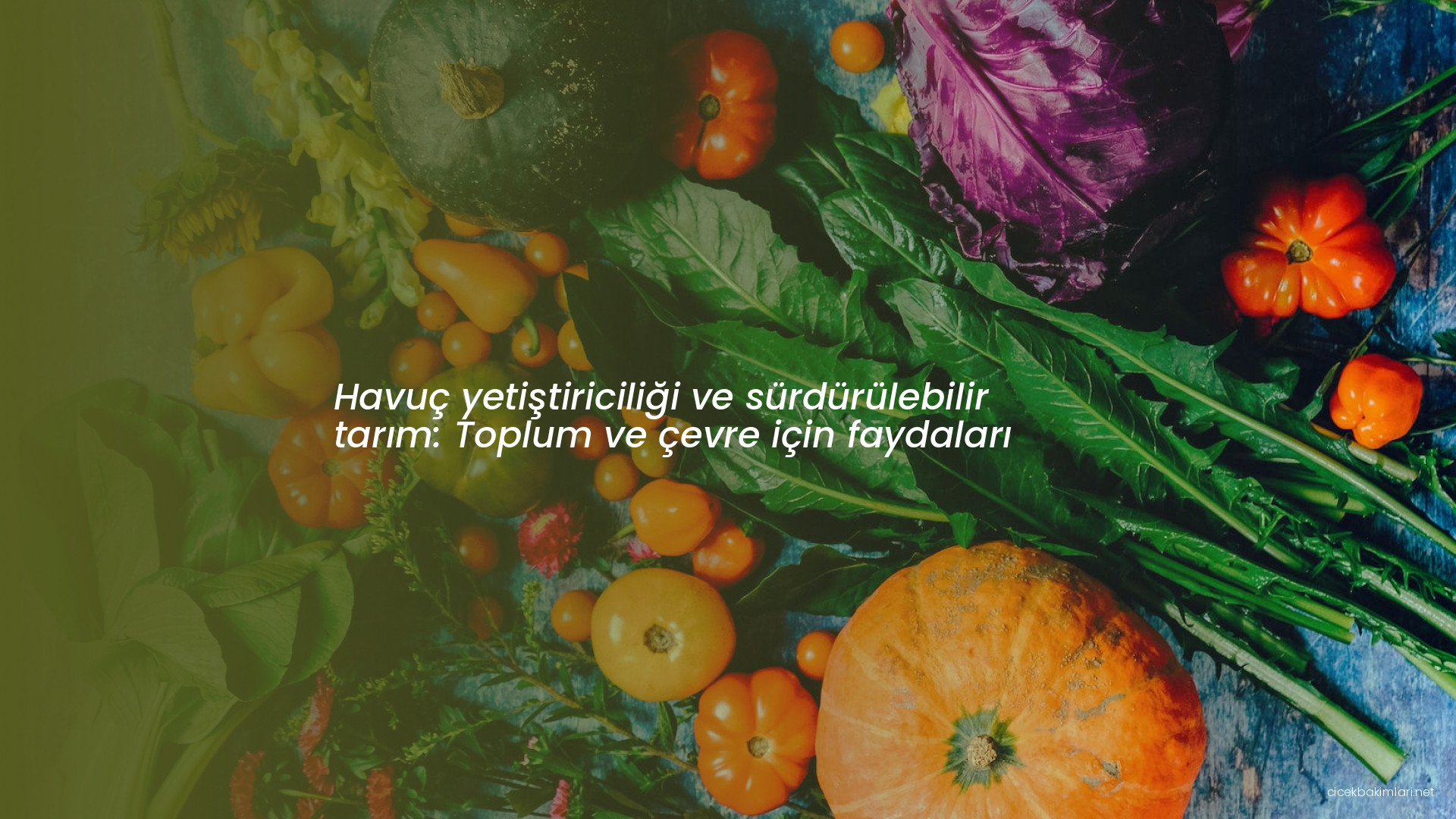 Havuç yetiştiriciliği ve sürdürülebilir tarım: Toplum ve çevre için faydaları