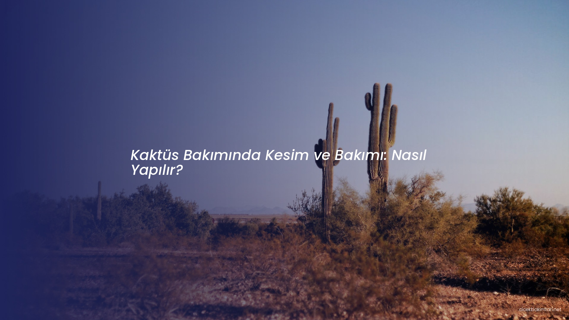 Kaktüs Bakımında Kesim ve Bakımı: Nasıl Yapılır?