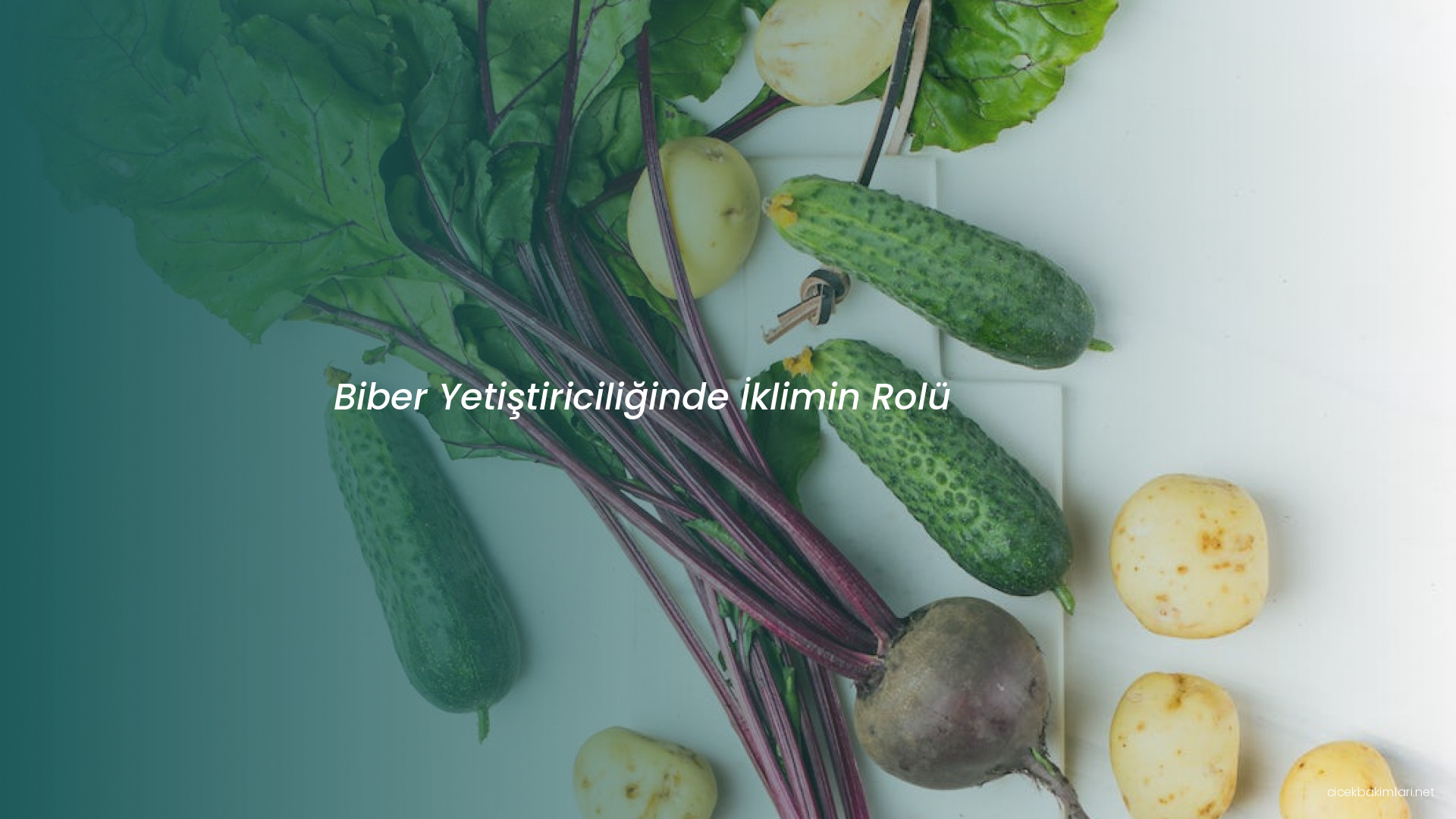 Biber Yetiştiriciliğinde İklimin Rolü