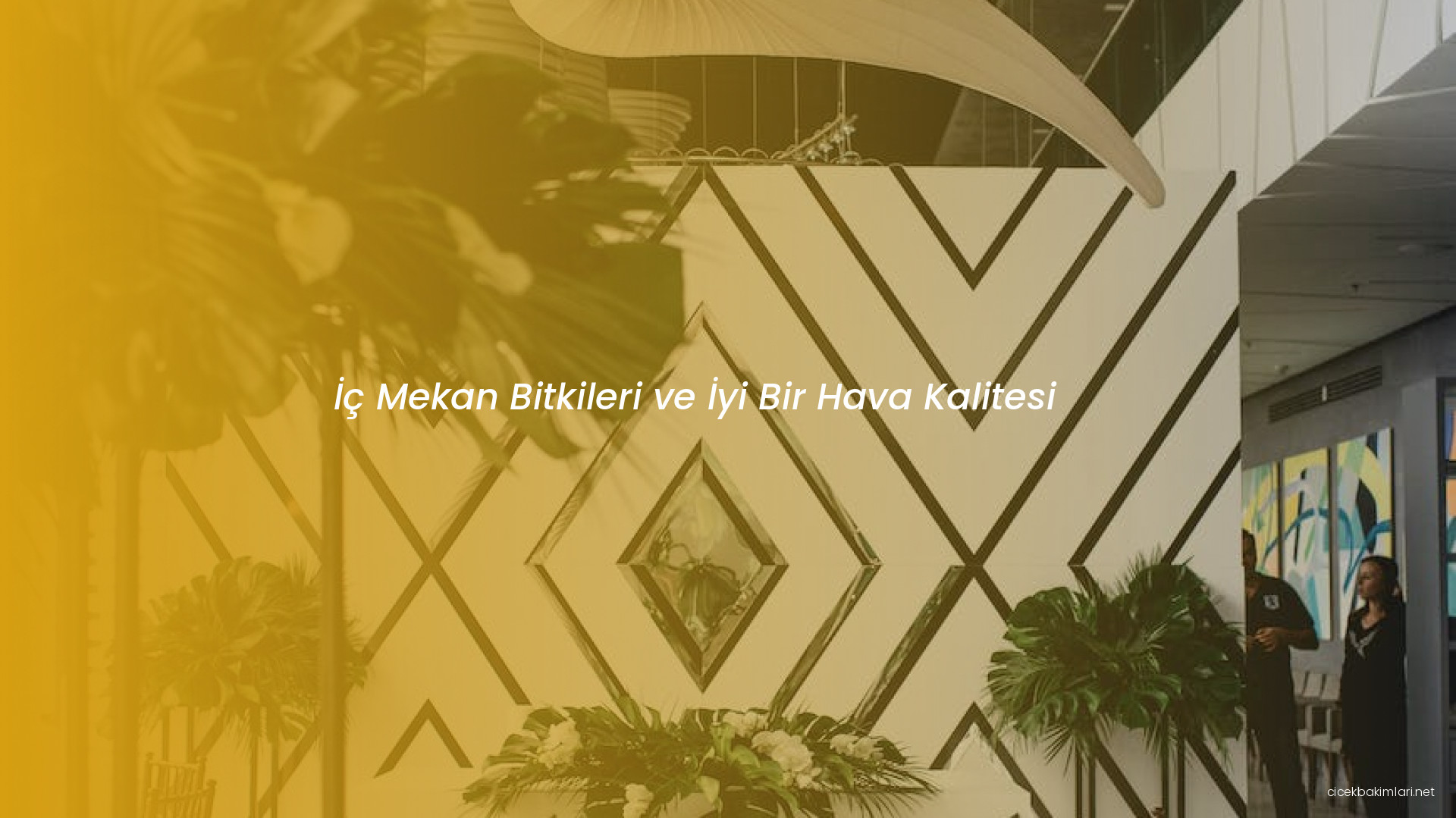 İç Mekan Bitkileri ve İyi Bir Hava Kalitesi