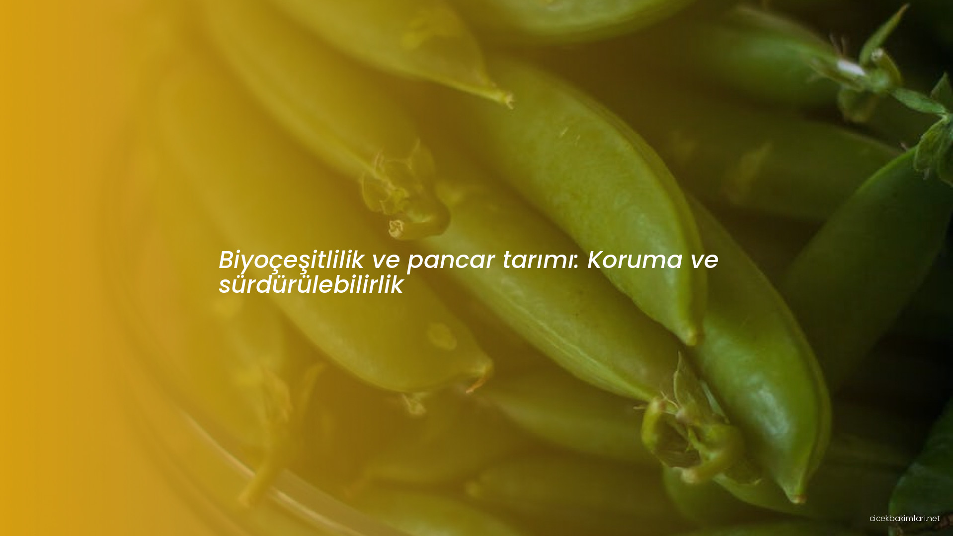 Biyoçeşitlilik ve pancar tarımı: Koruma ve sürdürülebilirlik