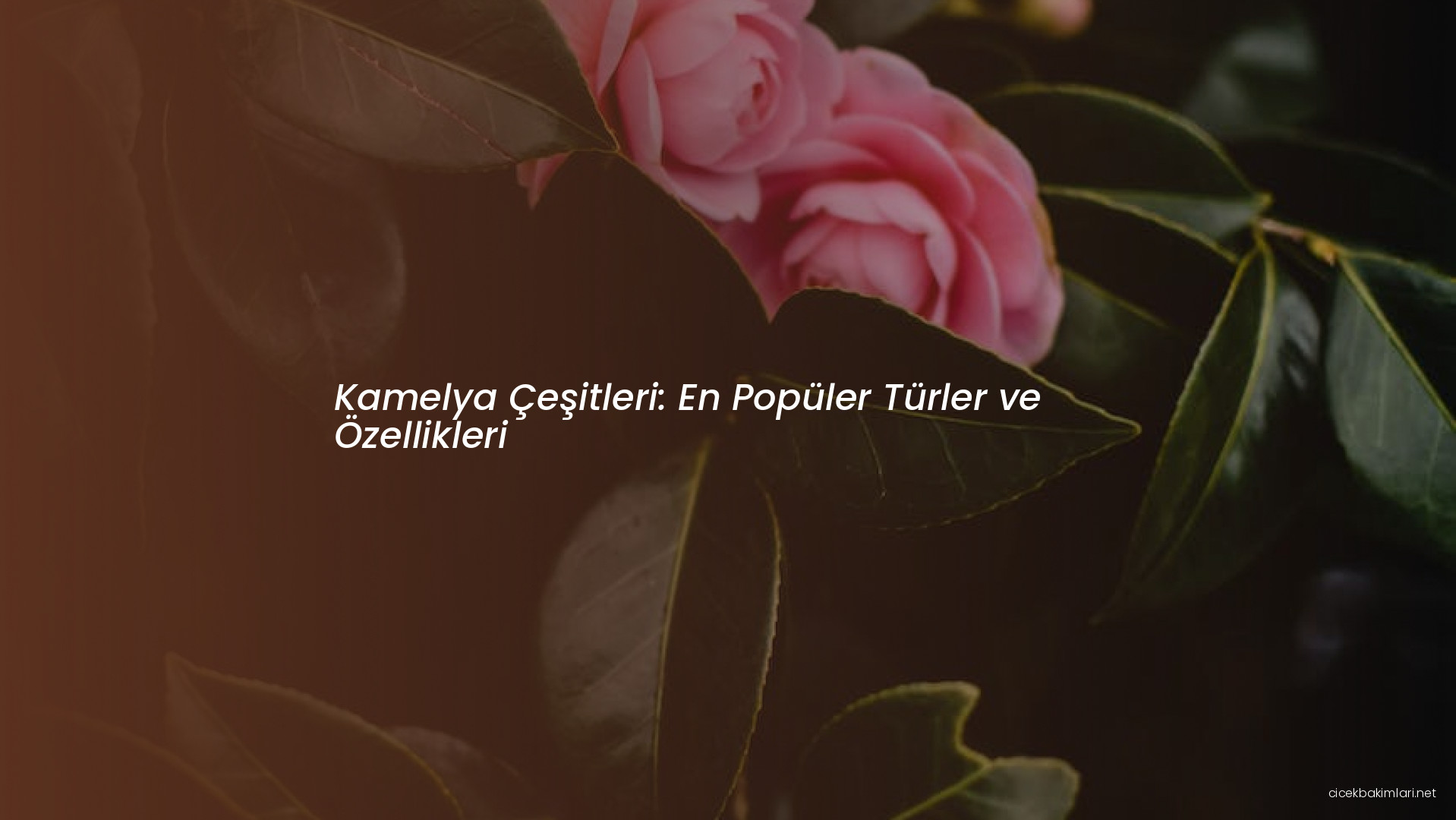 Kamelya Çeşitleri: En Popüler Türler ve Özellikleri