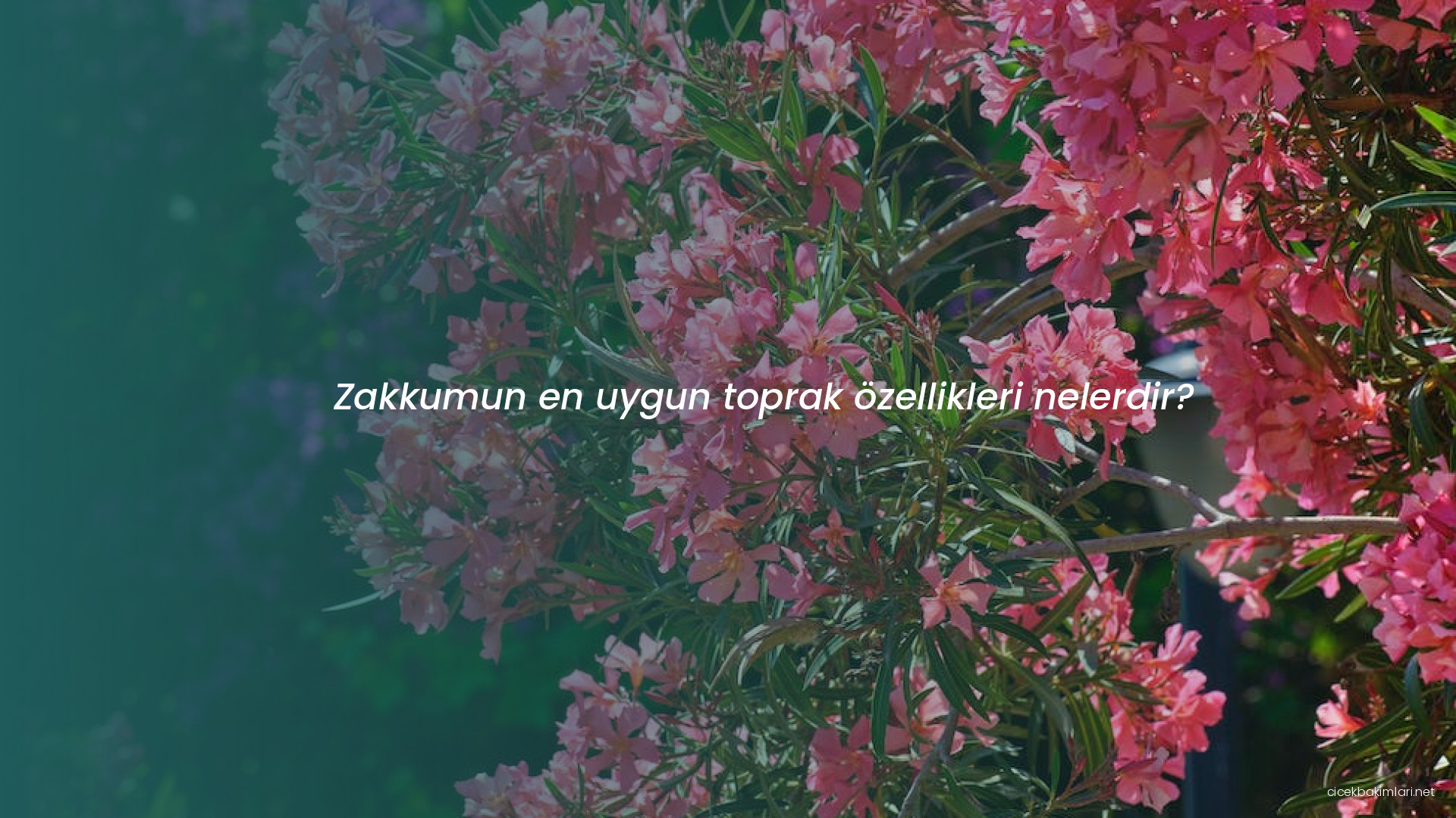 Zakkumun en uygun toprak özellikleri nelerdir?