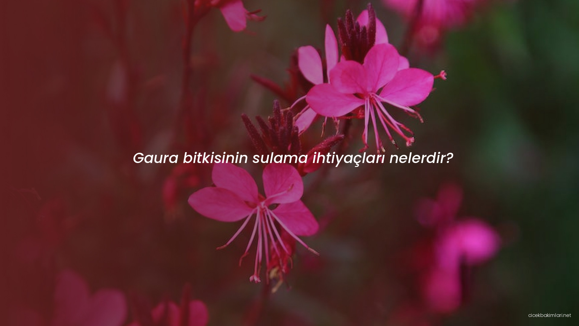 Gaura bitkisinin sulama ihtiyaçları nelerdir?
