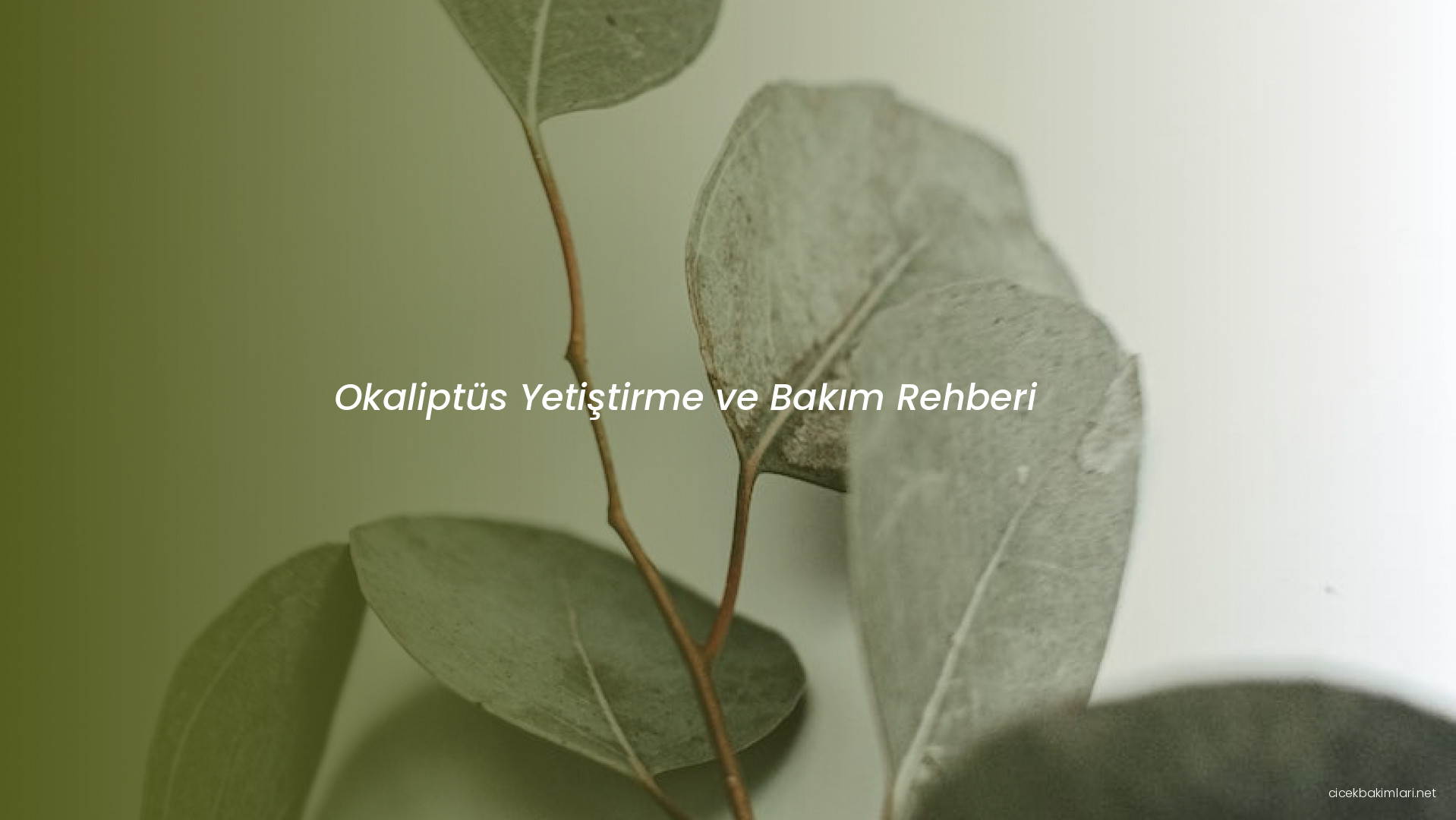 Okaliptüs Yetiştirme ve Bakım Rehberi