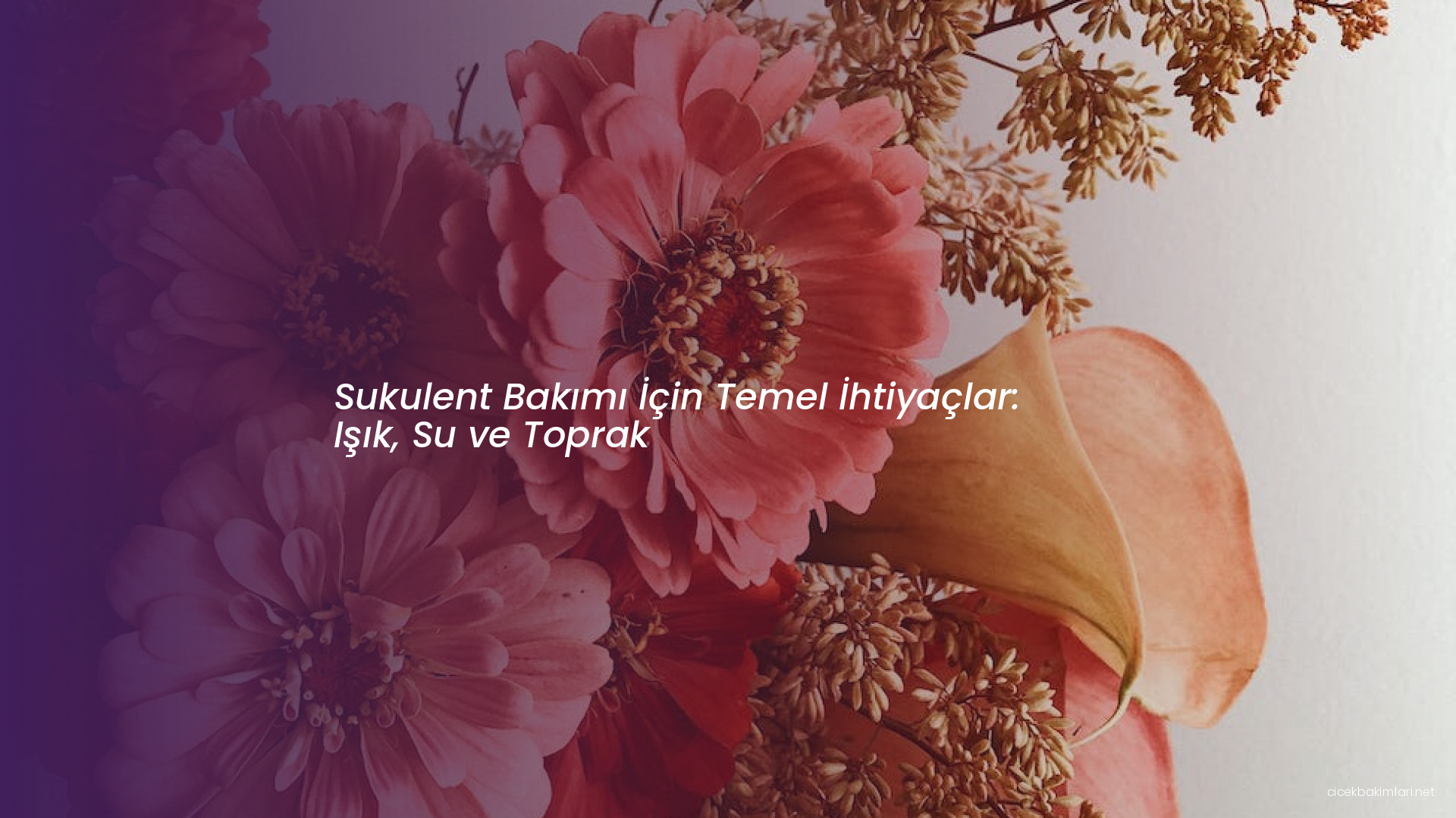 Sukulent Bakımı İçin Temel İhtiyaçlar: Işık, Su ve Toprak