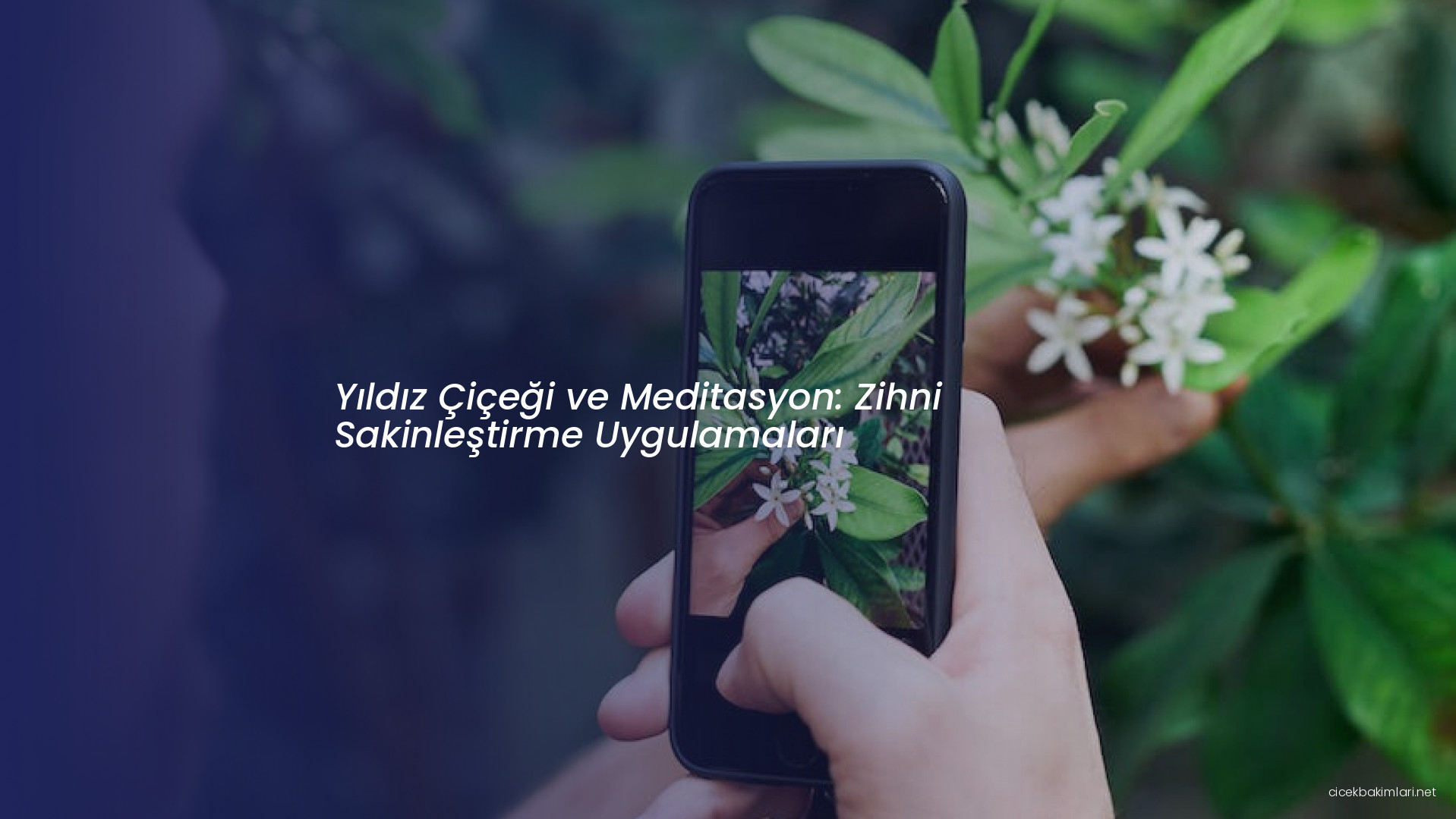 Yıldız Çiçeği ve Meditasyon: Zihni Sakinleştirme Uygulamaları