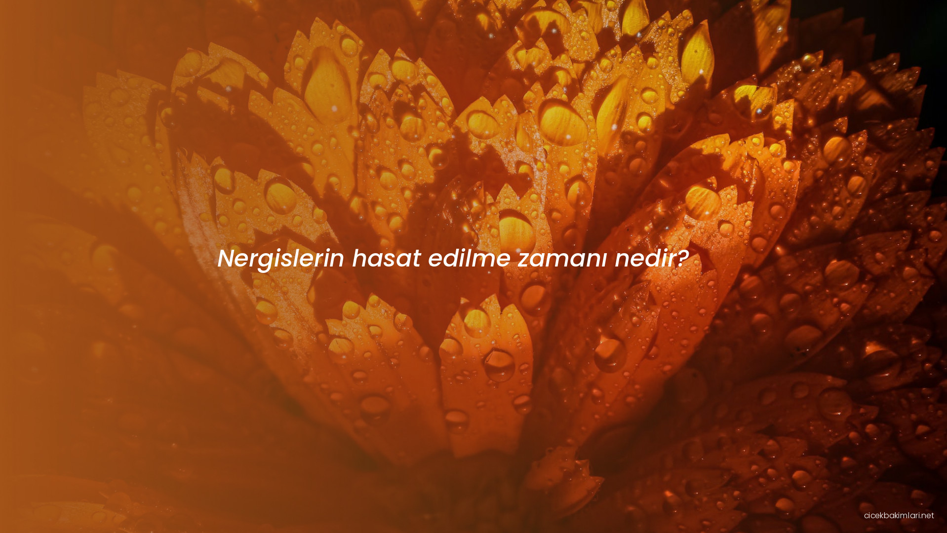 Nergislerin hasat edilme zamanı nedir?