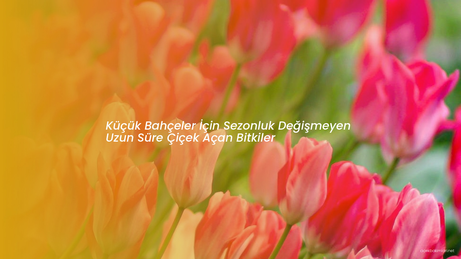 Küçük Bahçeler İçin Sezonluk Değişmeyen Uzun Süre Çiçek Açan Bitkiler