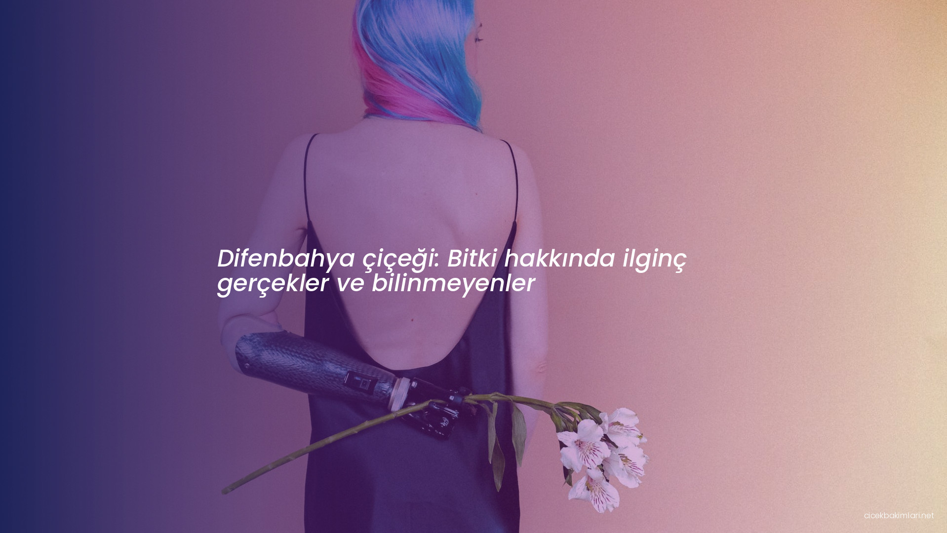 Difenbahya çiçeği: Bitki hakkında ilginç gerçekler ve bilinmeyenler