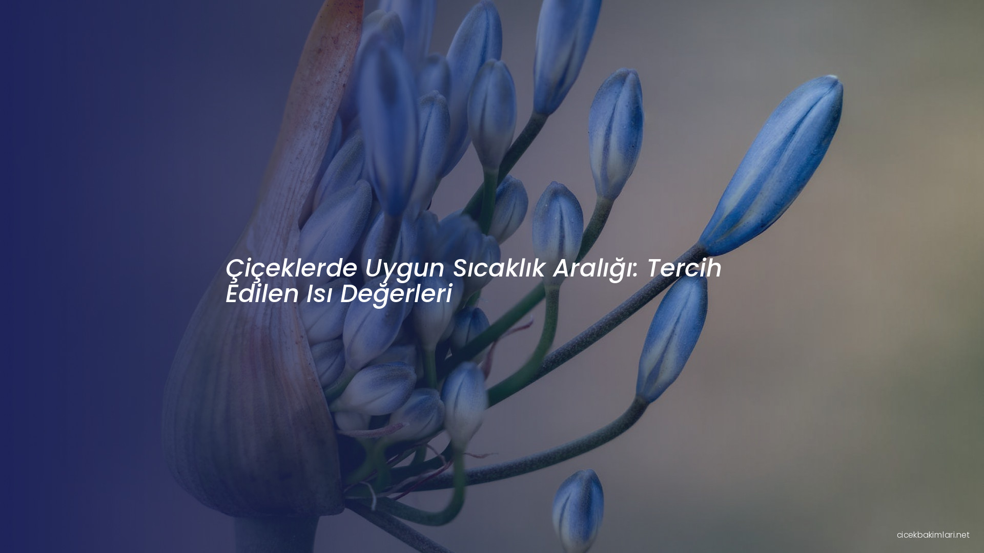 Çiçeklerde Uygun Sıcaklık Aralığı: Tercih Edilen Isı Değerleri