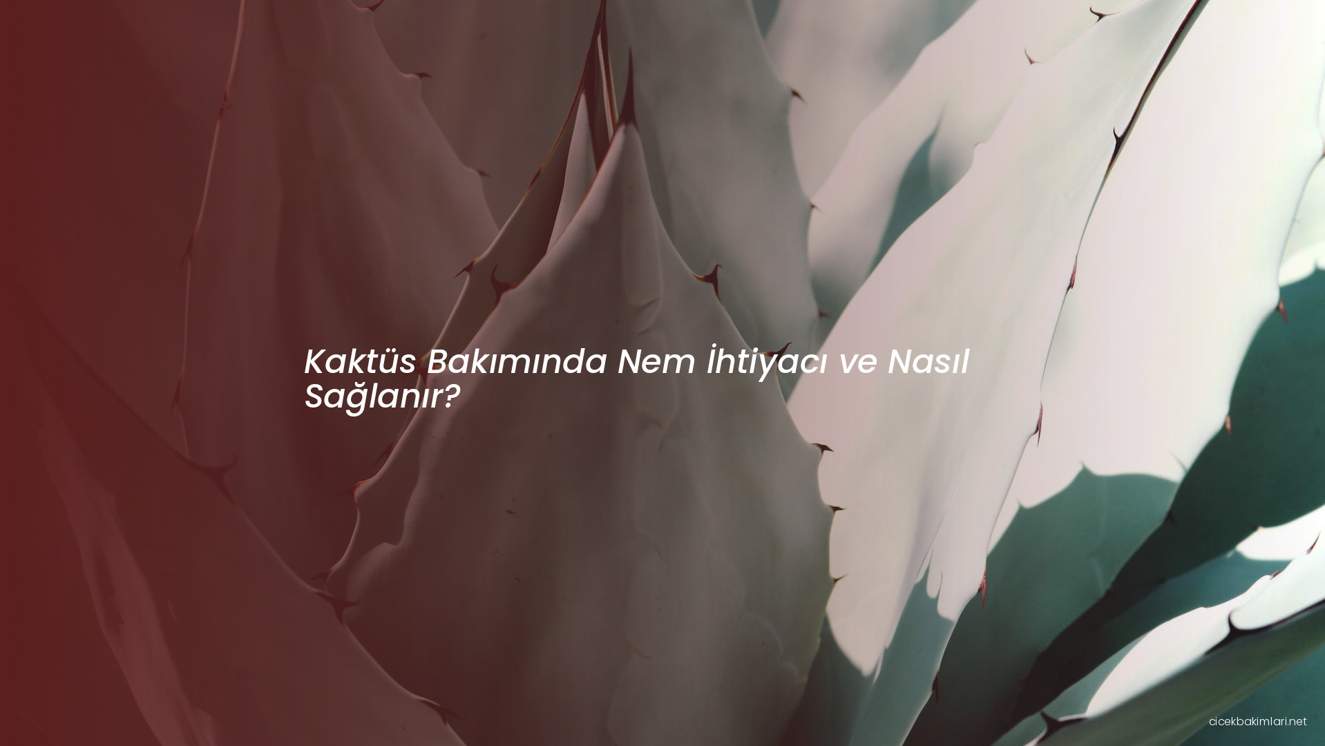 Kaktüs Bakımında Nem İhtiyacı ve Nasıl Sağlanır?