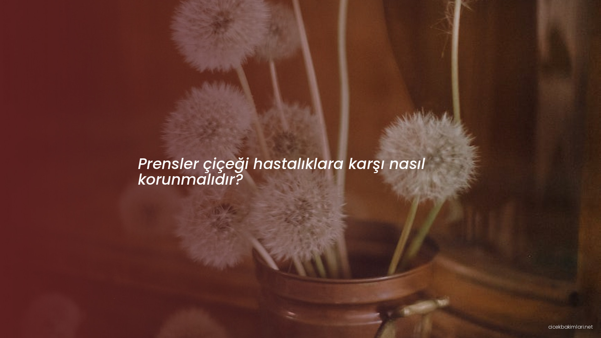 Prensler çiçeği hastalıklara karşı nasıl korunmalıdır?