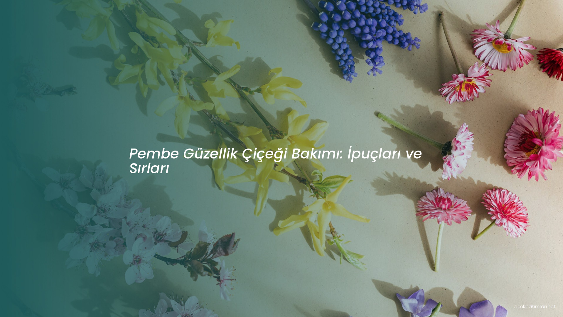 Pembe Güzellik Çiçeği Bakımı: İpuçları ve Sırları