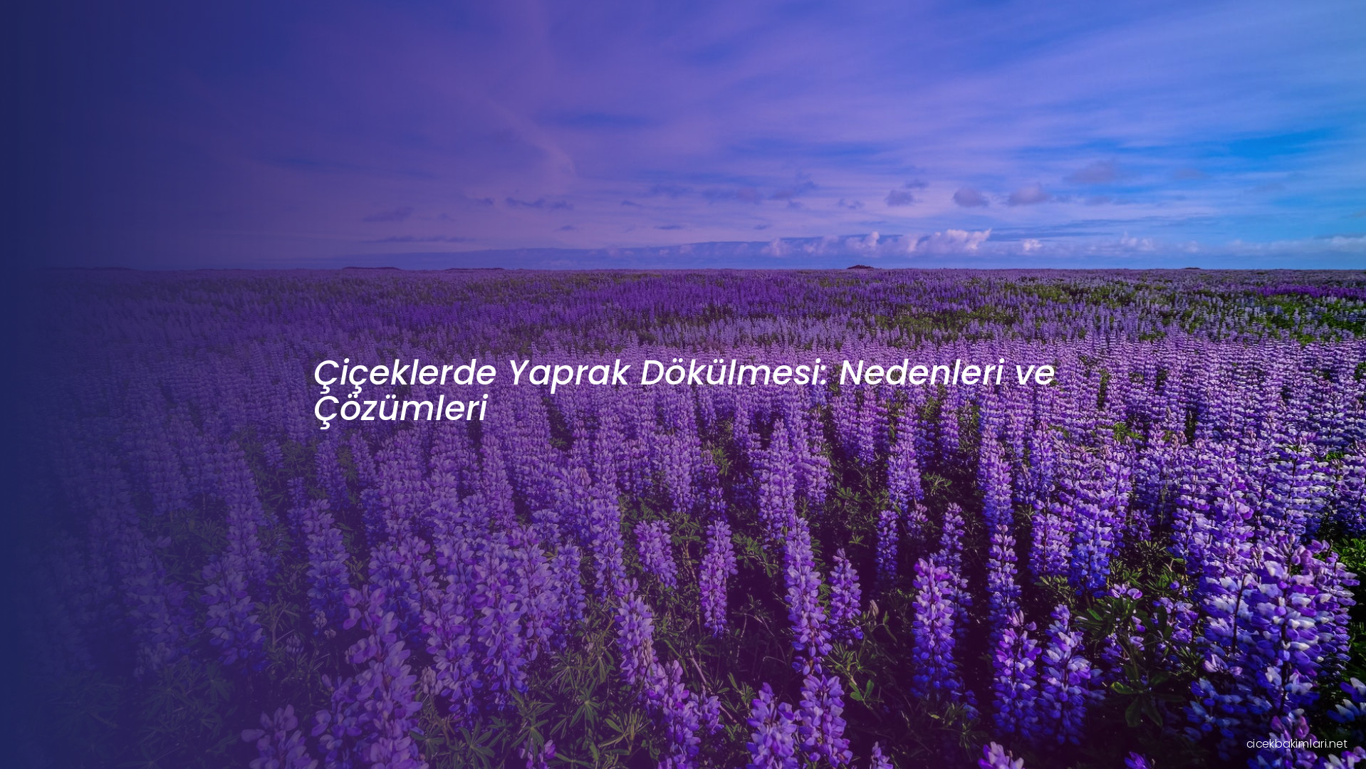 Çiçeklerde Yaprak Dökülmesi: Nedenleri ve Çözümleri