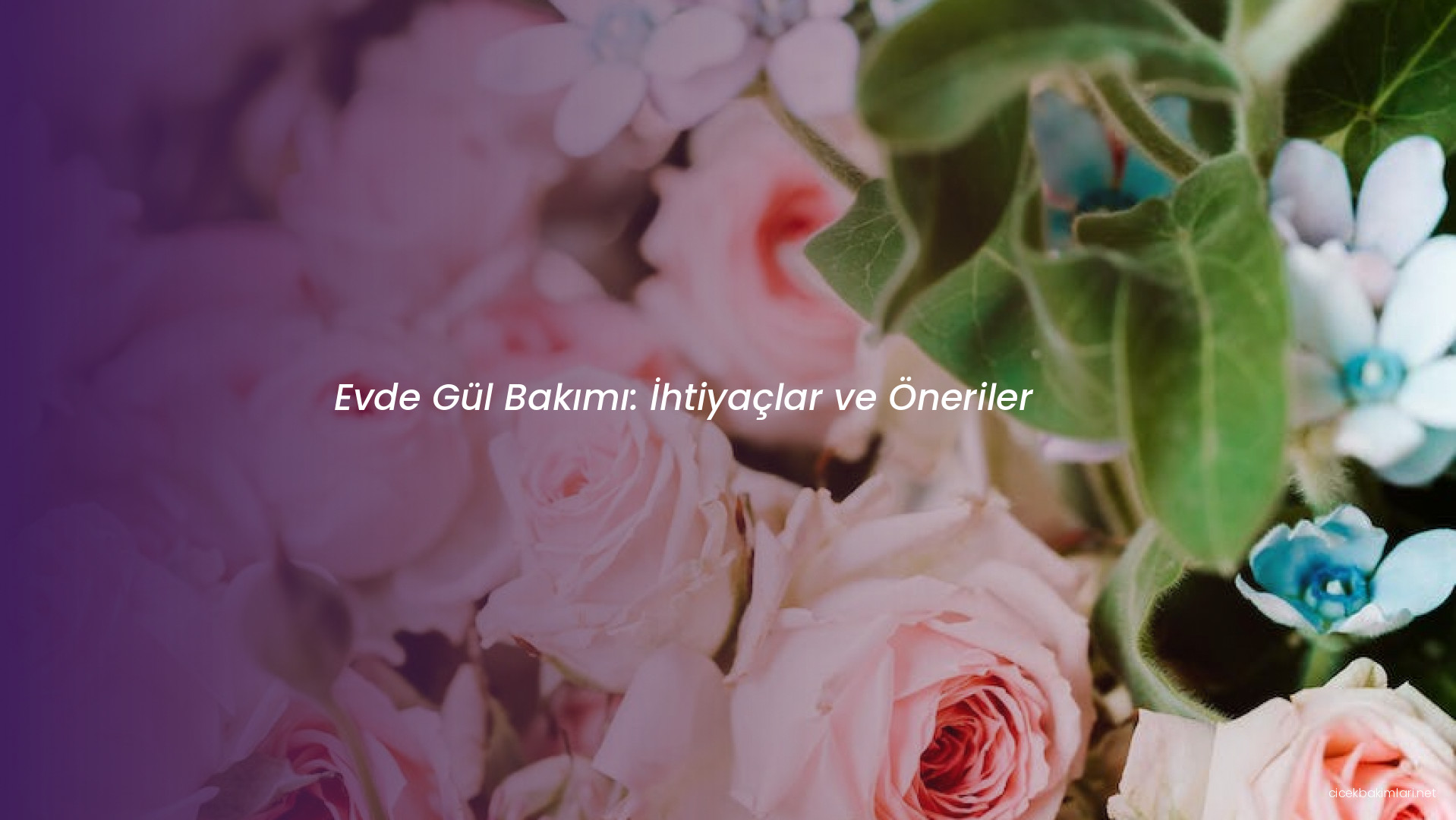 Evde Gül Bakımı: İhtiyaçlar ve Öneriler