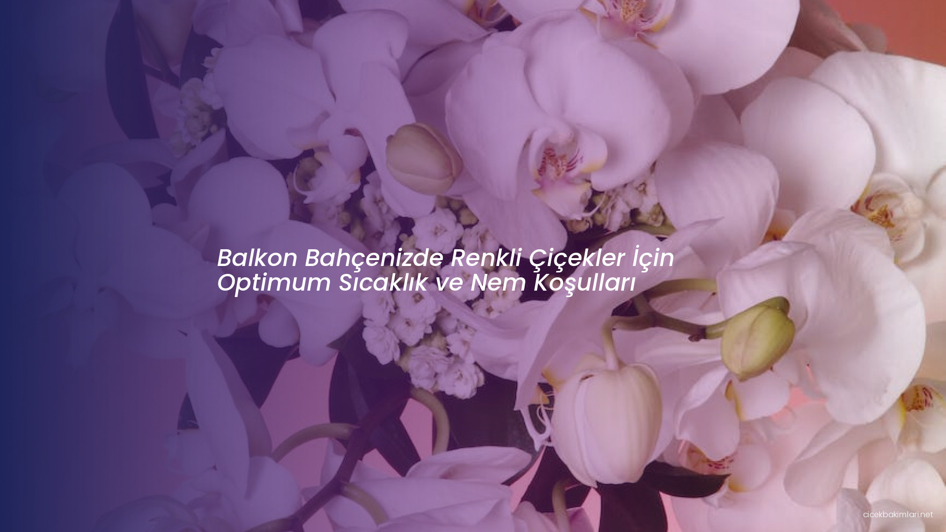 Balkon Bahçenizde Renkli Çiçekler İçin Optimum Sıcaklık ve Nem Koşulları