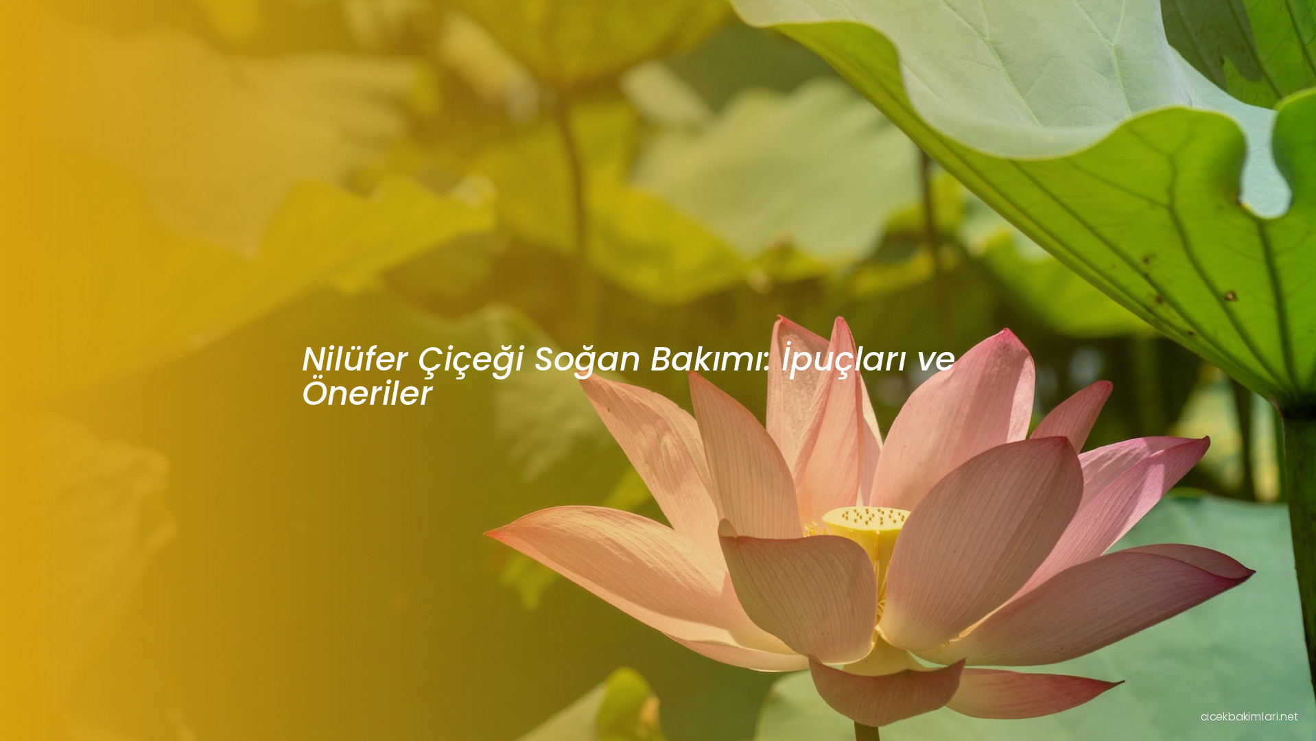 Nilüfer Çiçeği Soğan Bakımı: İpuçları ve Öneriler