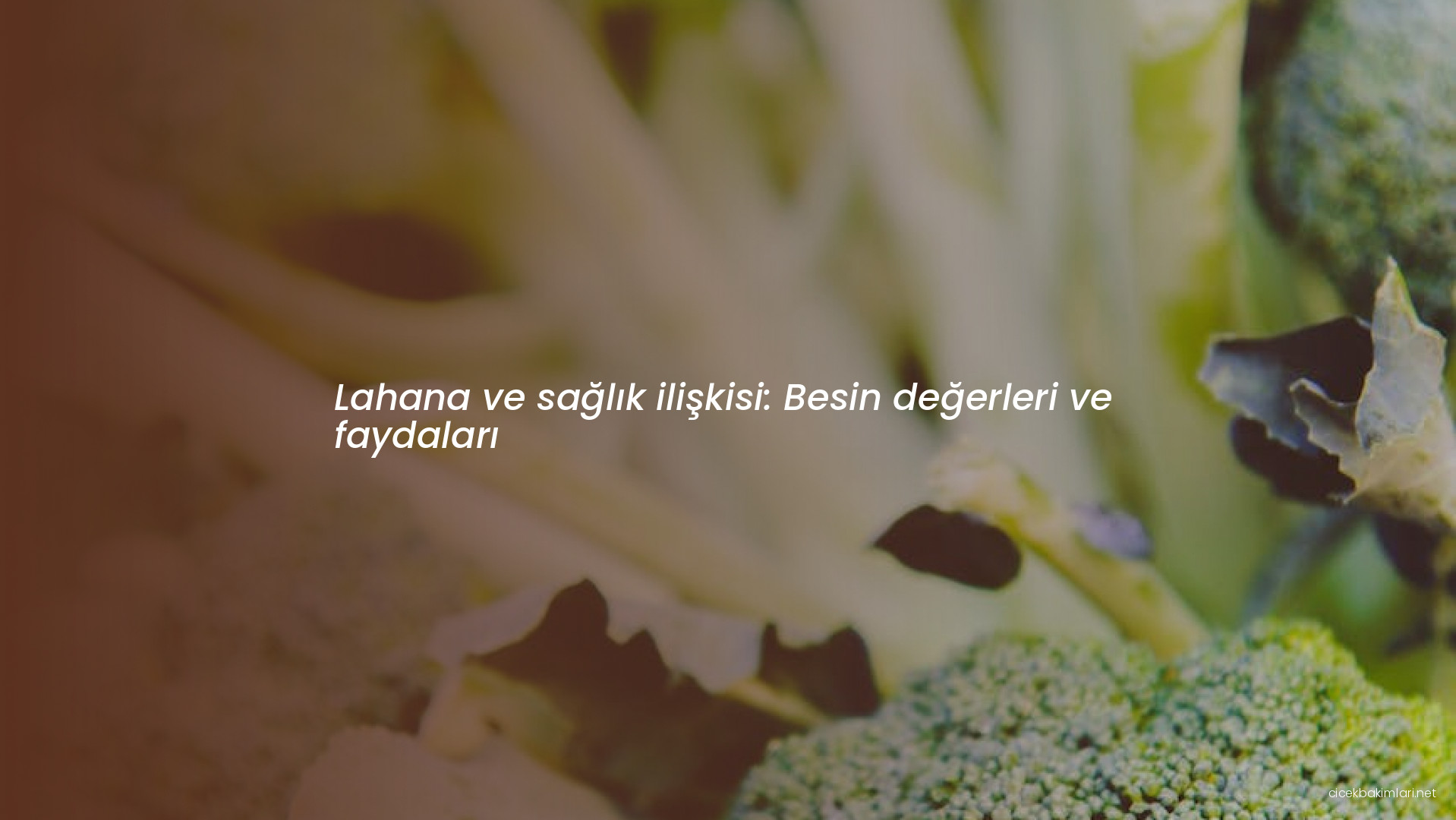 Lahana ve sağlık ilişkisi: Besin değerleri ve faydaları