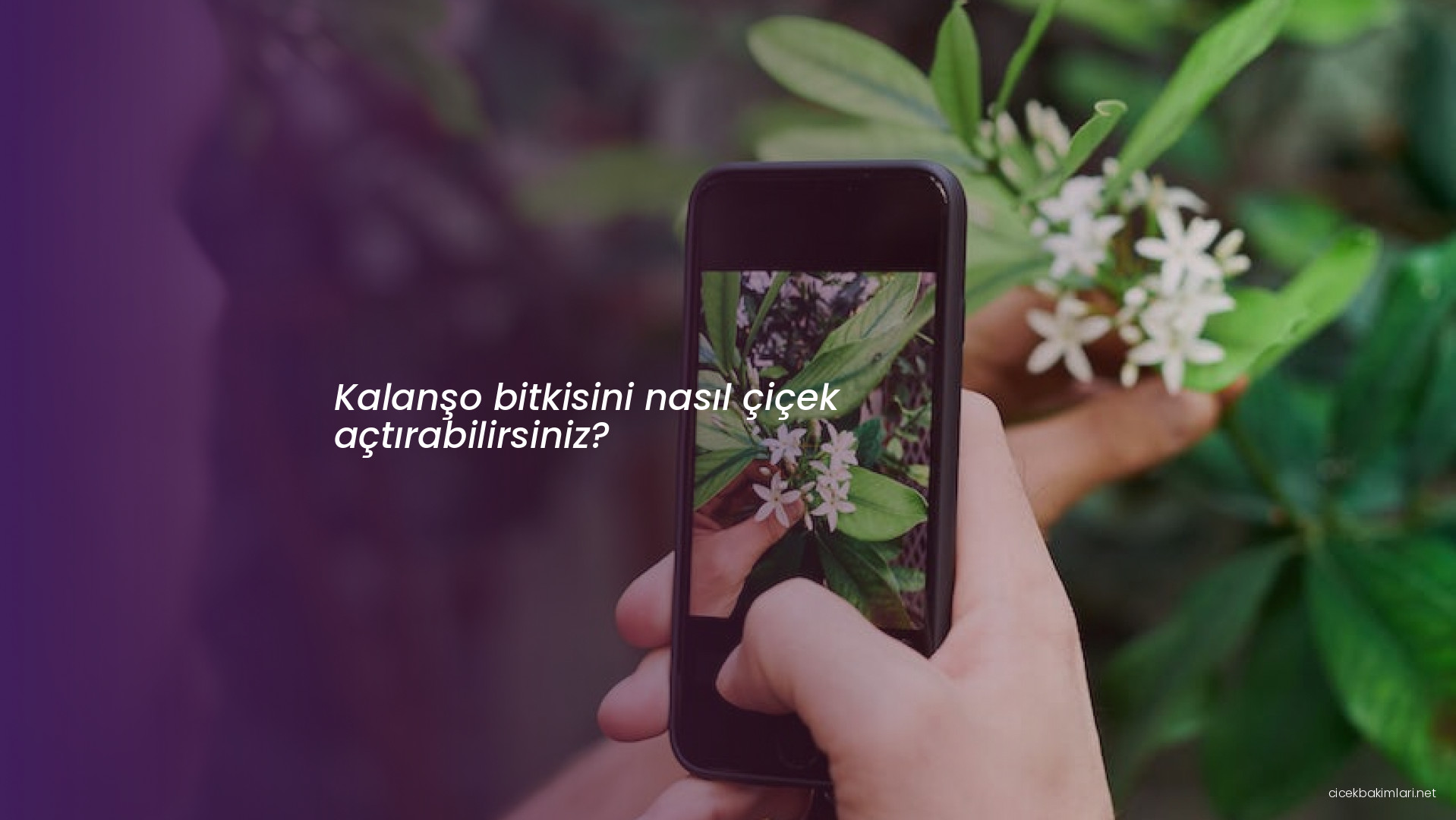 Kalanşo bitkisini nasıl çiçek açtırabilirsiniz?