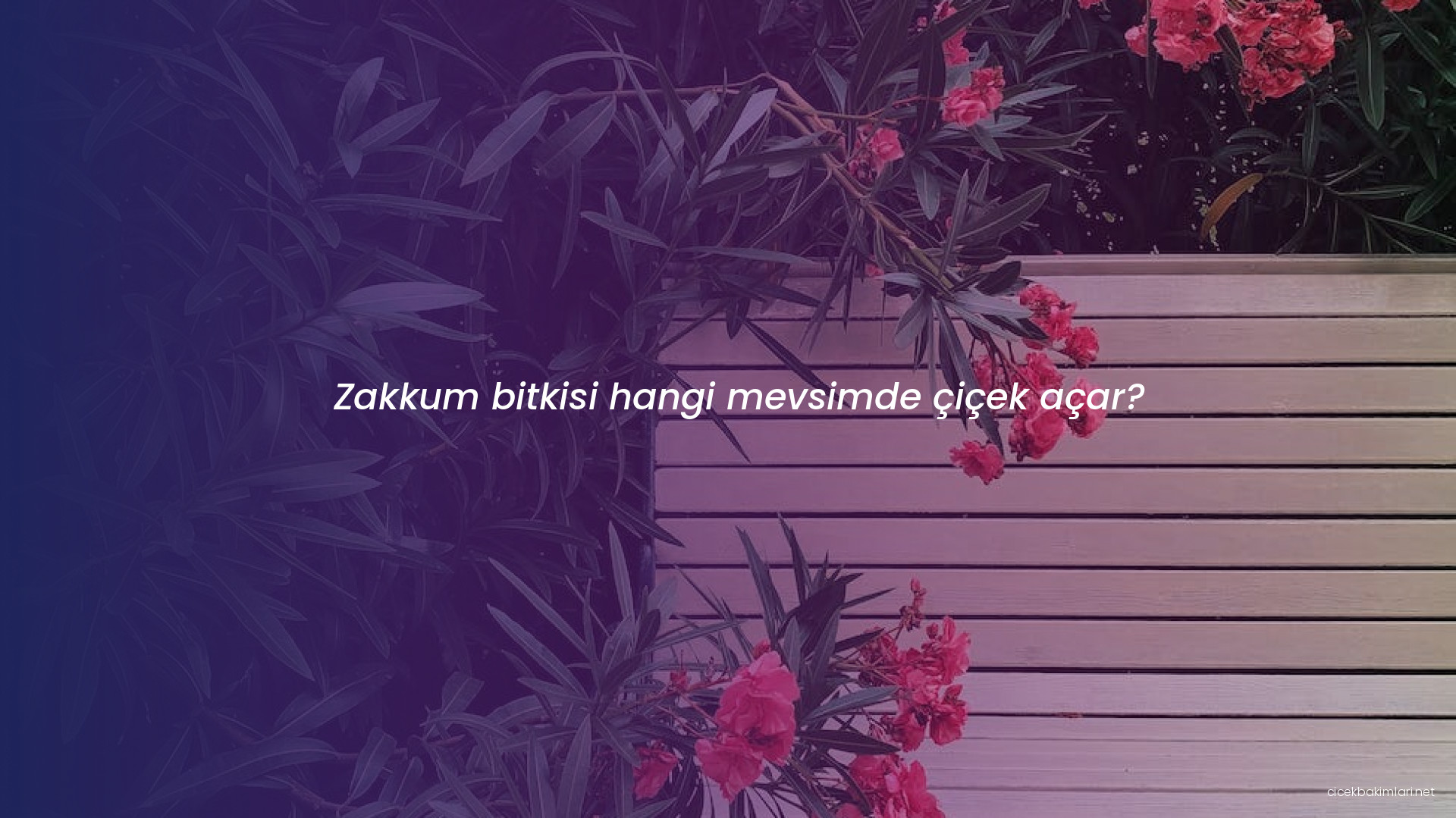 Zakkum bitkisi hangi mevsimde çiçek açar?