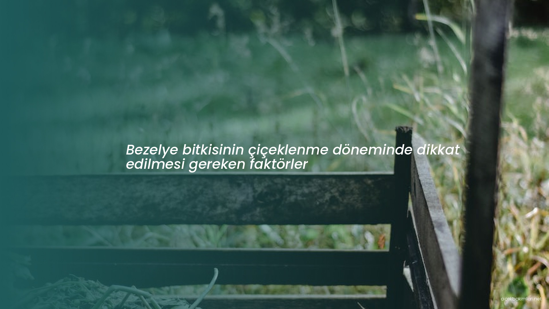 Bezelye bitkisinin çiçeklenme döneminde dikkat edilmesi gereken faktörler