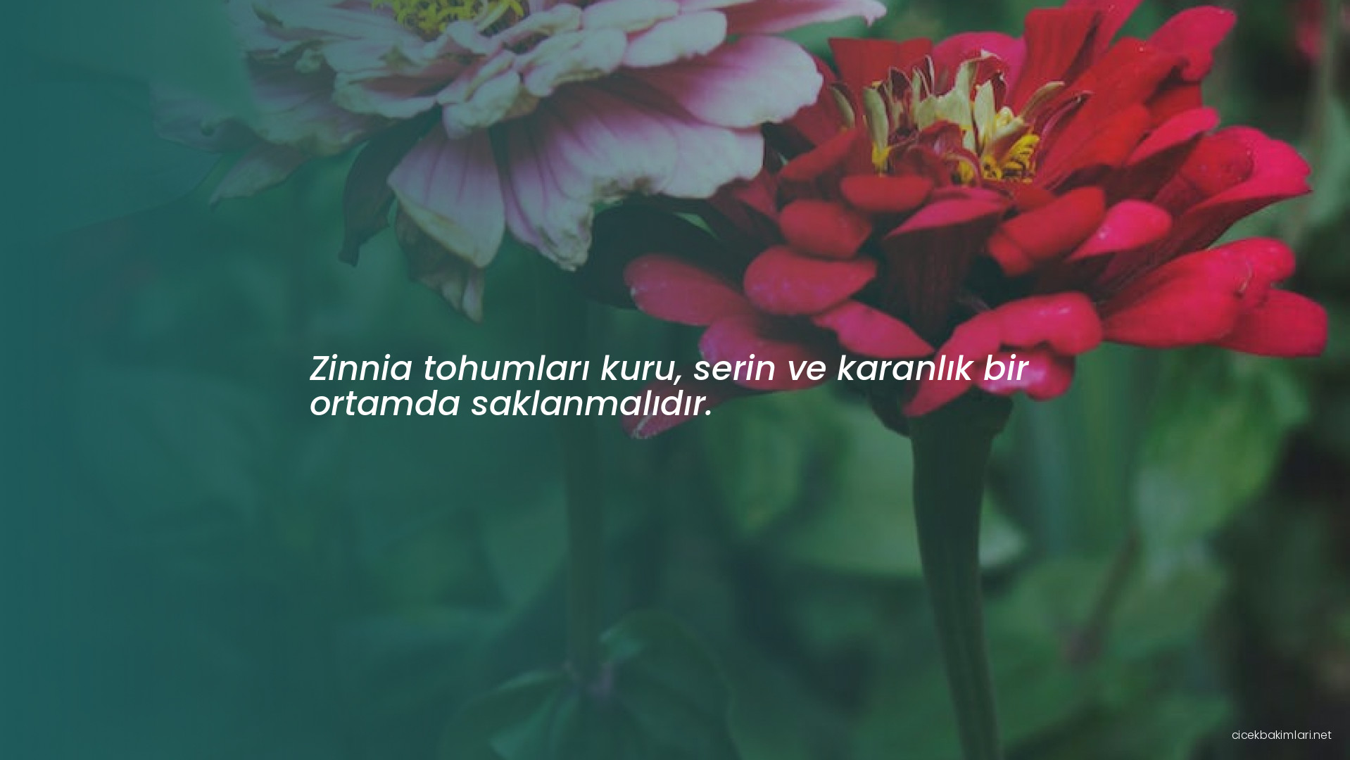 Zinnia tohumları kuru, serin ve karanlık bir ortamda saklanmalıdır.