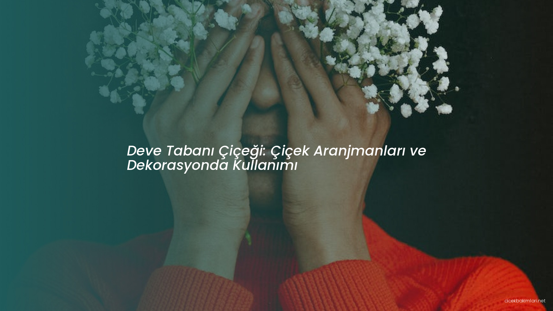 Deve Tabanı Çiçeği: Çiçek Aranjmanları ve Dekorasyonda Kullanımı