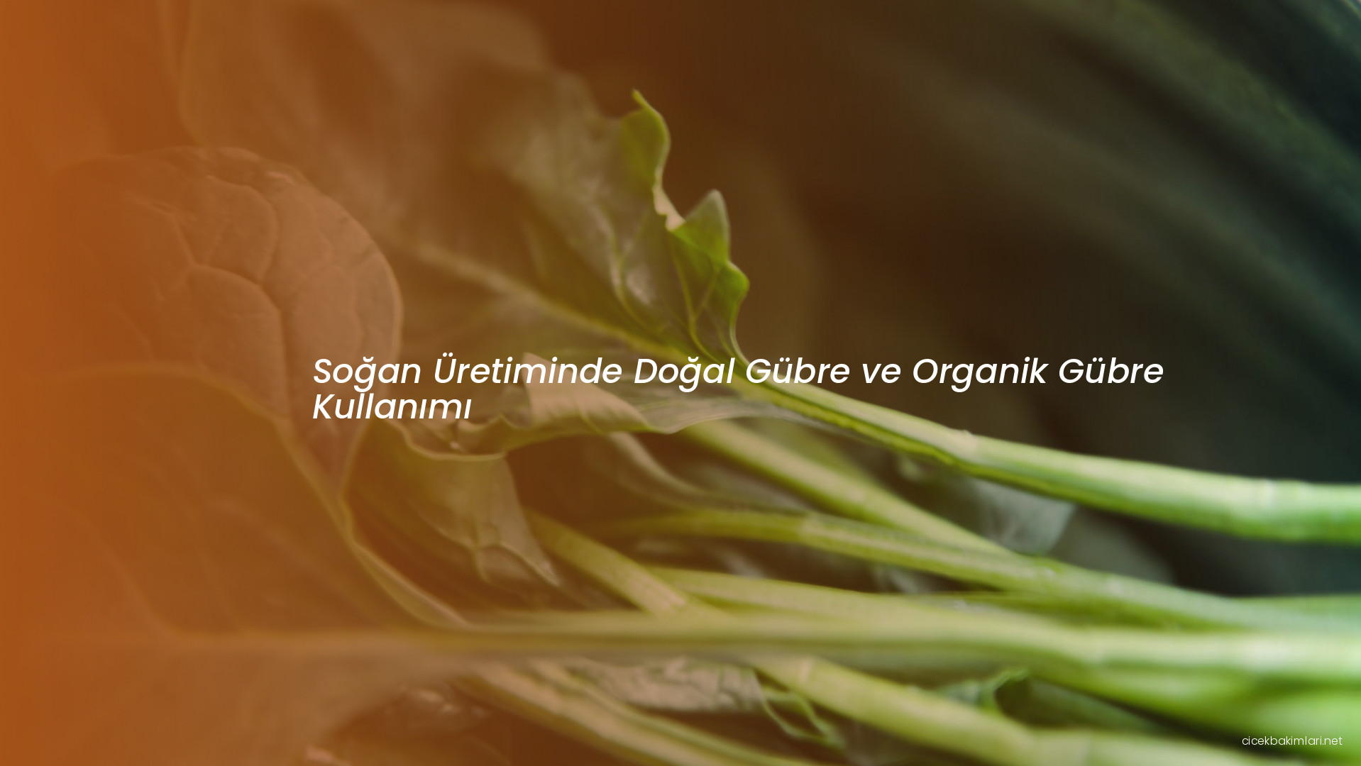 Soğan Üretiminde Doğal Gübre ve Organik Gübre Kullanımı