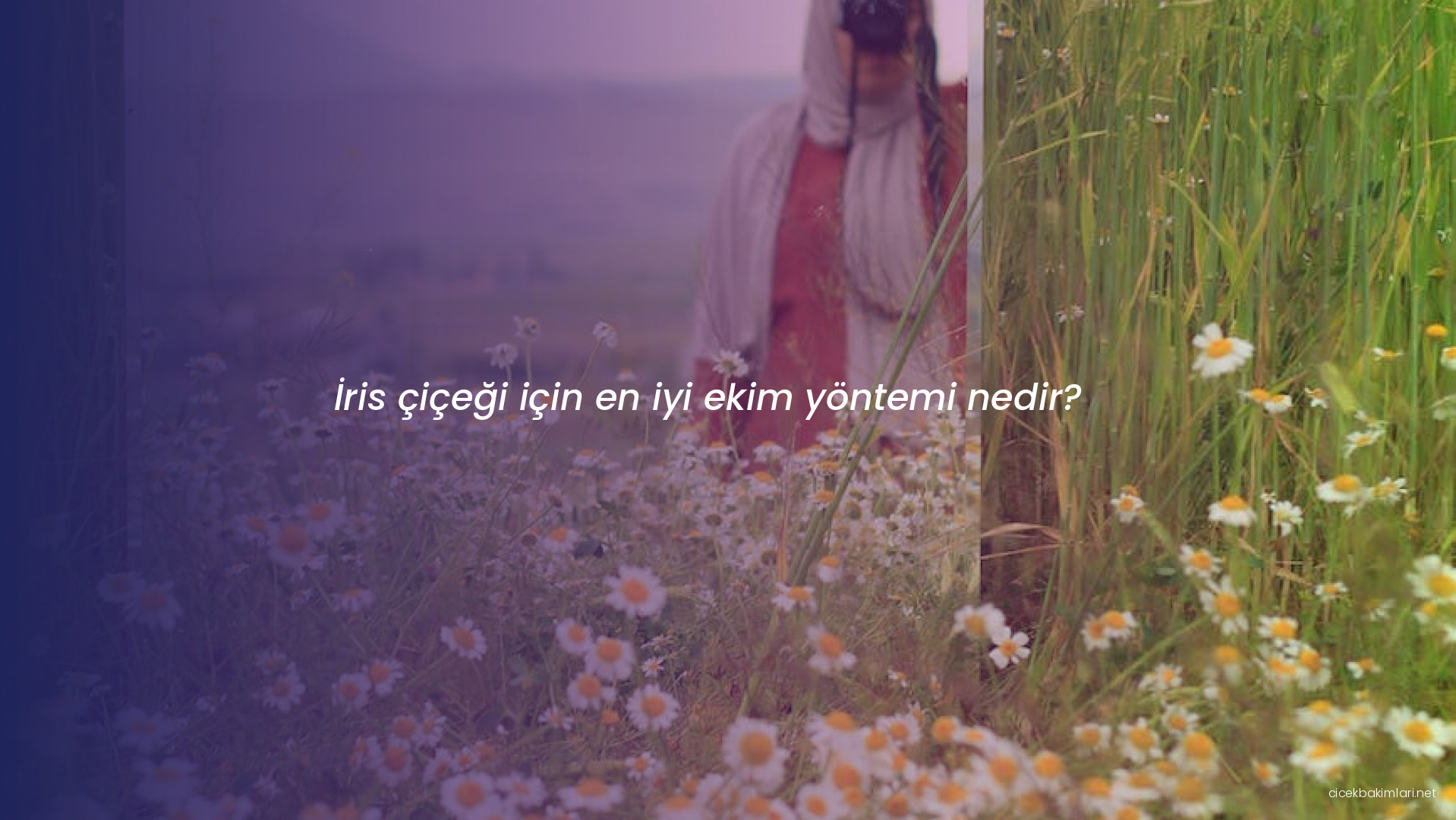 İris çiçeği için en iyi ekim yöntemi nedir?